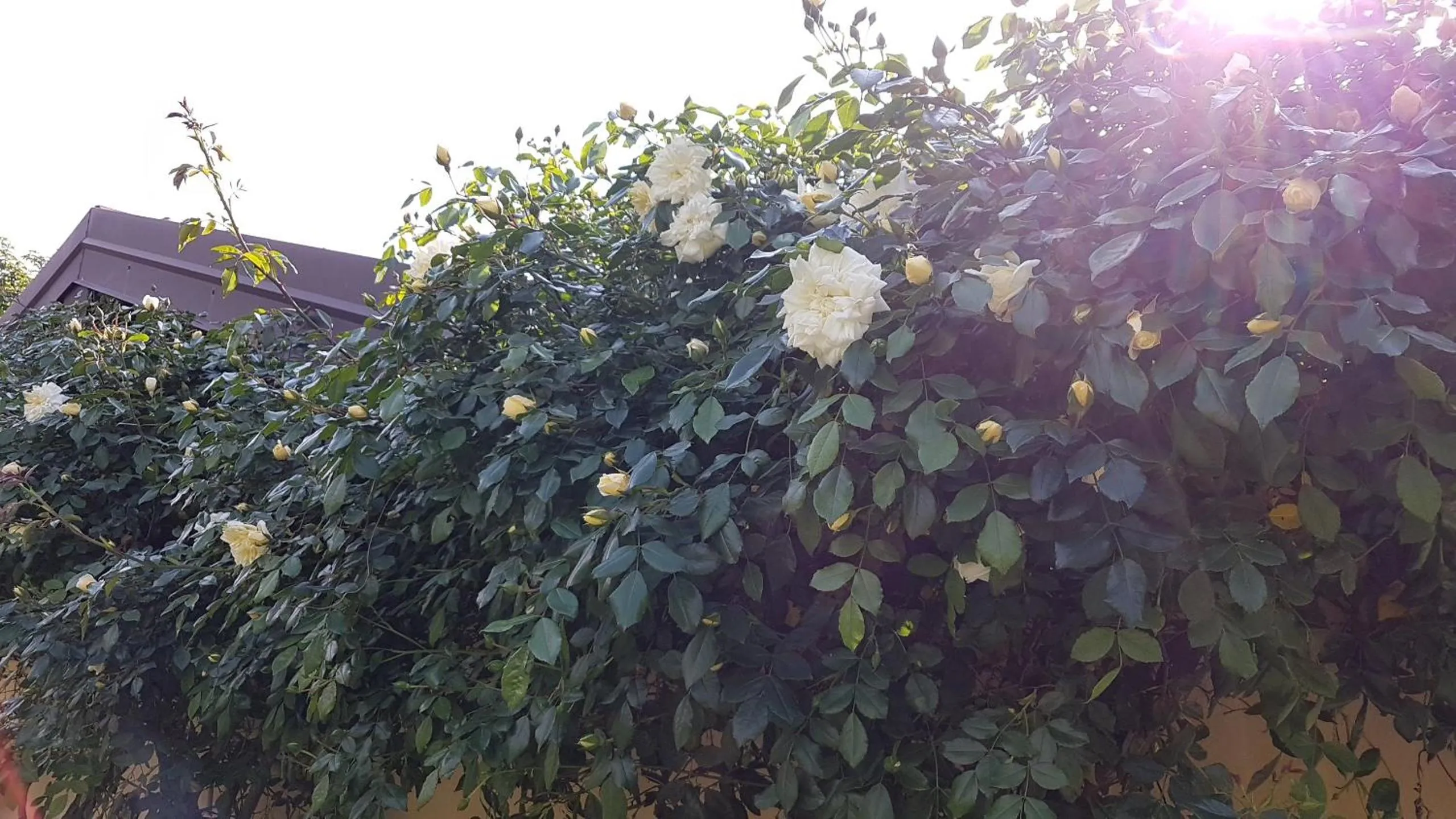 Garden in B&B La Cascina di Monia e Mario