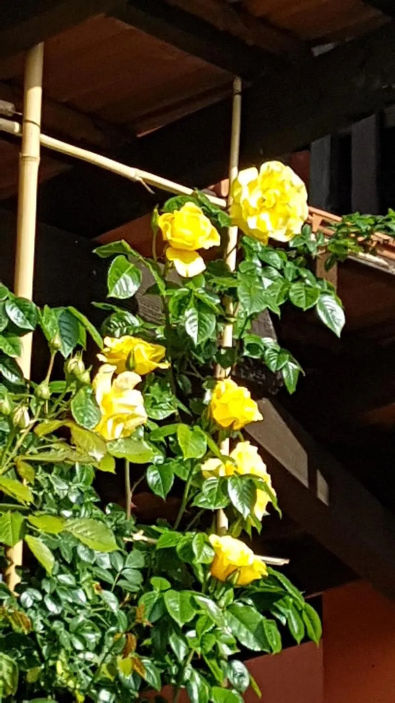 Garden in B&B La Cascina di Monia e Mario