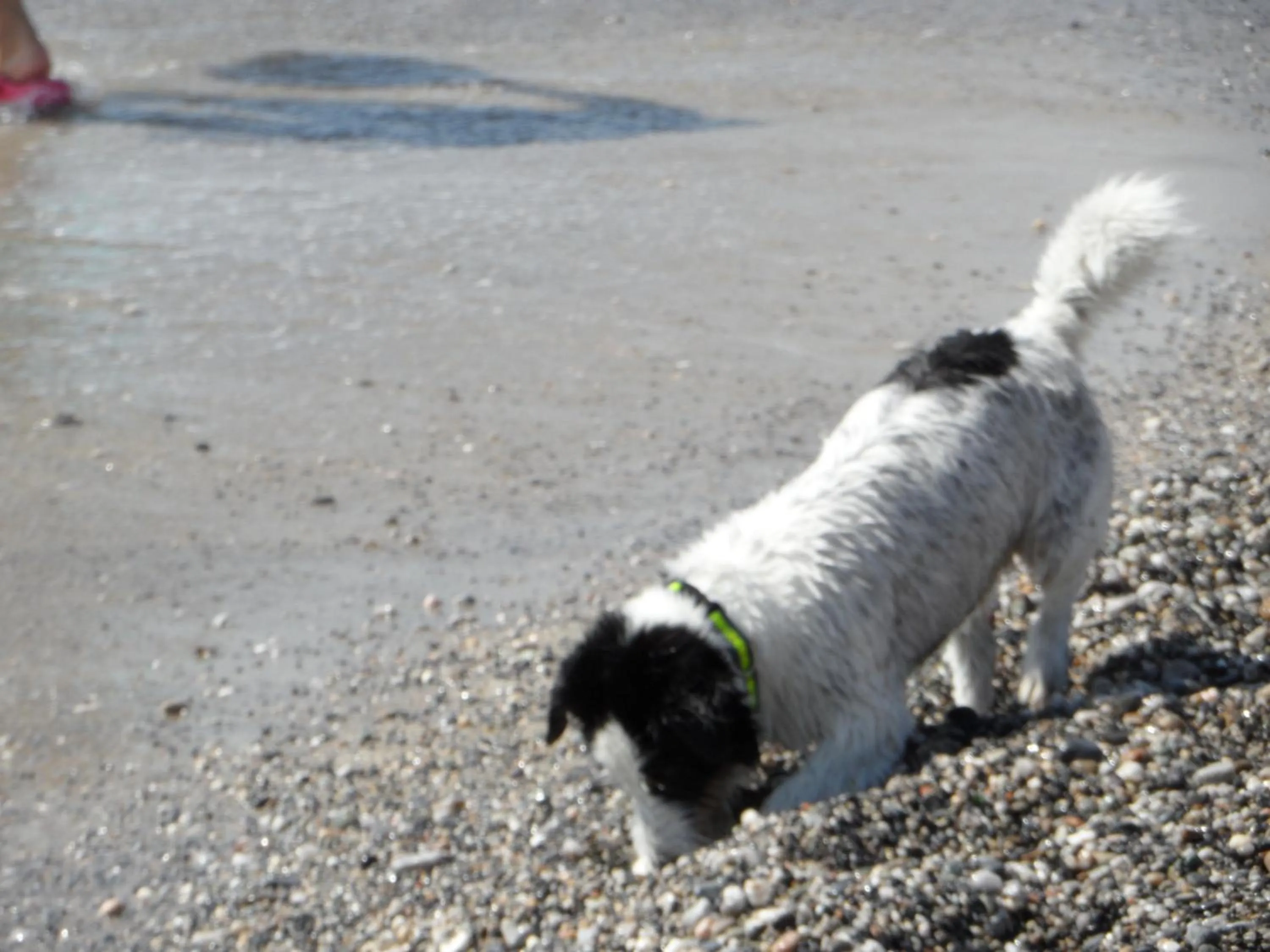 Pets in Residence Villa Alda