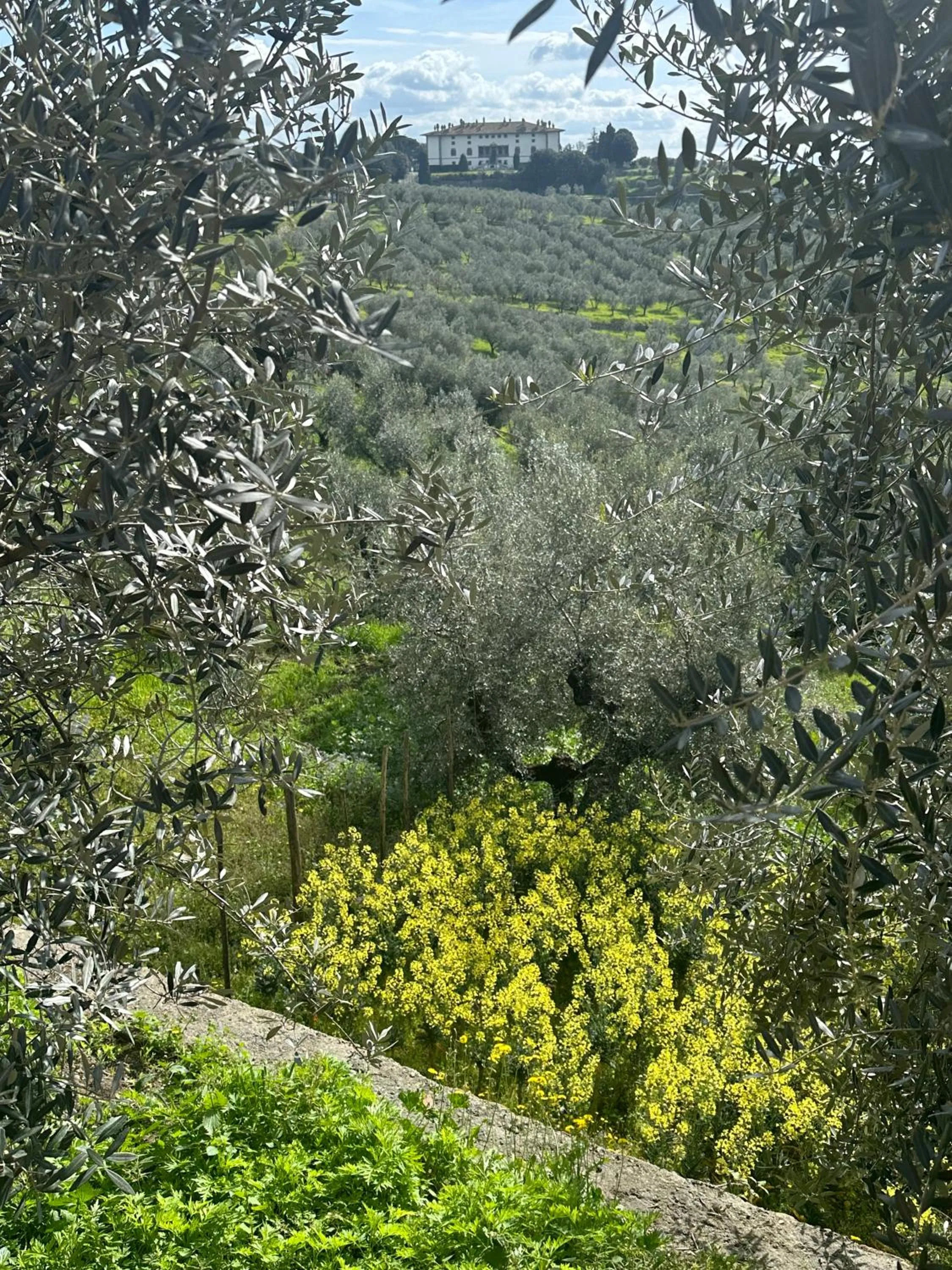 Natural landscape in Tenuta di Artimino member of Meliá Collection Wine Resort