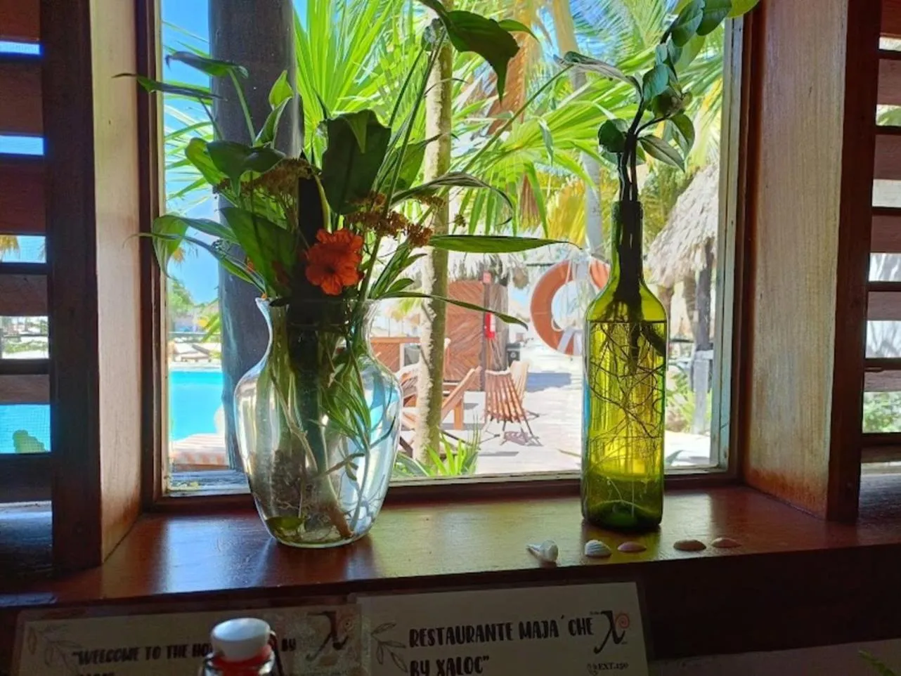 Garden view in Holbox by Xaloc