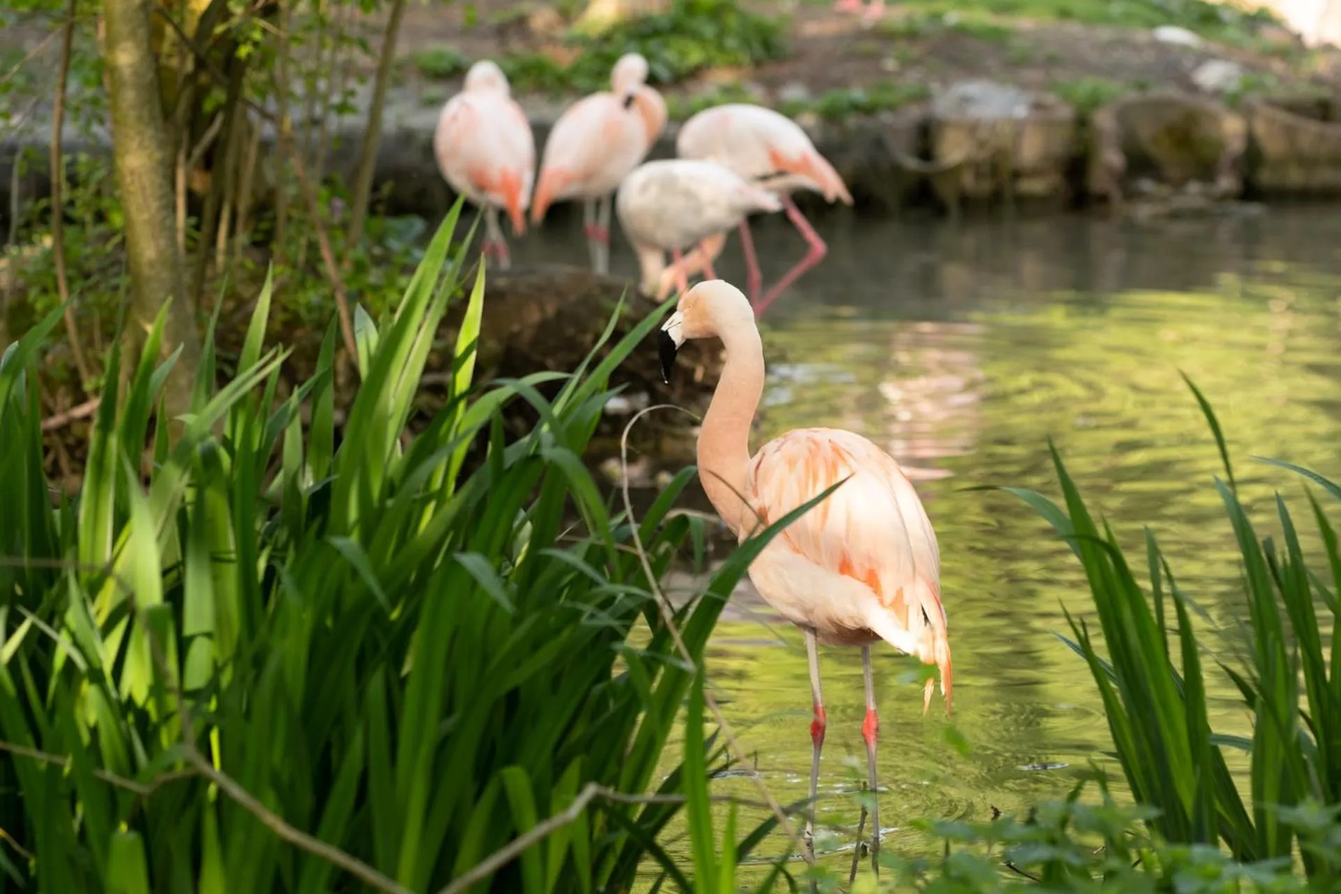 Animals in Sauerweingut