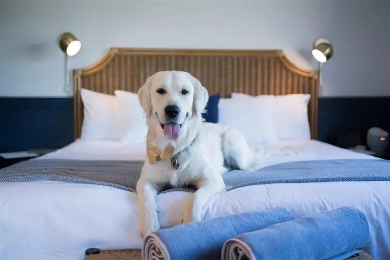 Bed in Wylder Hotel - Tilghman Island