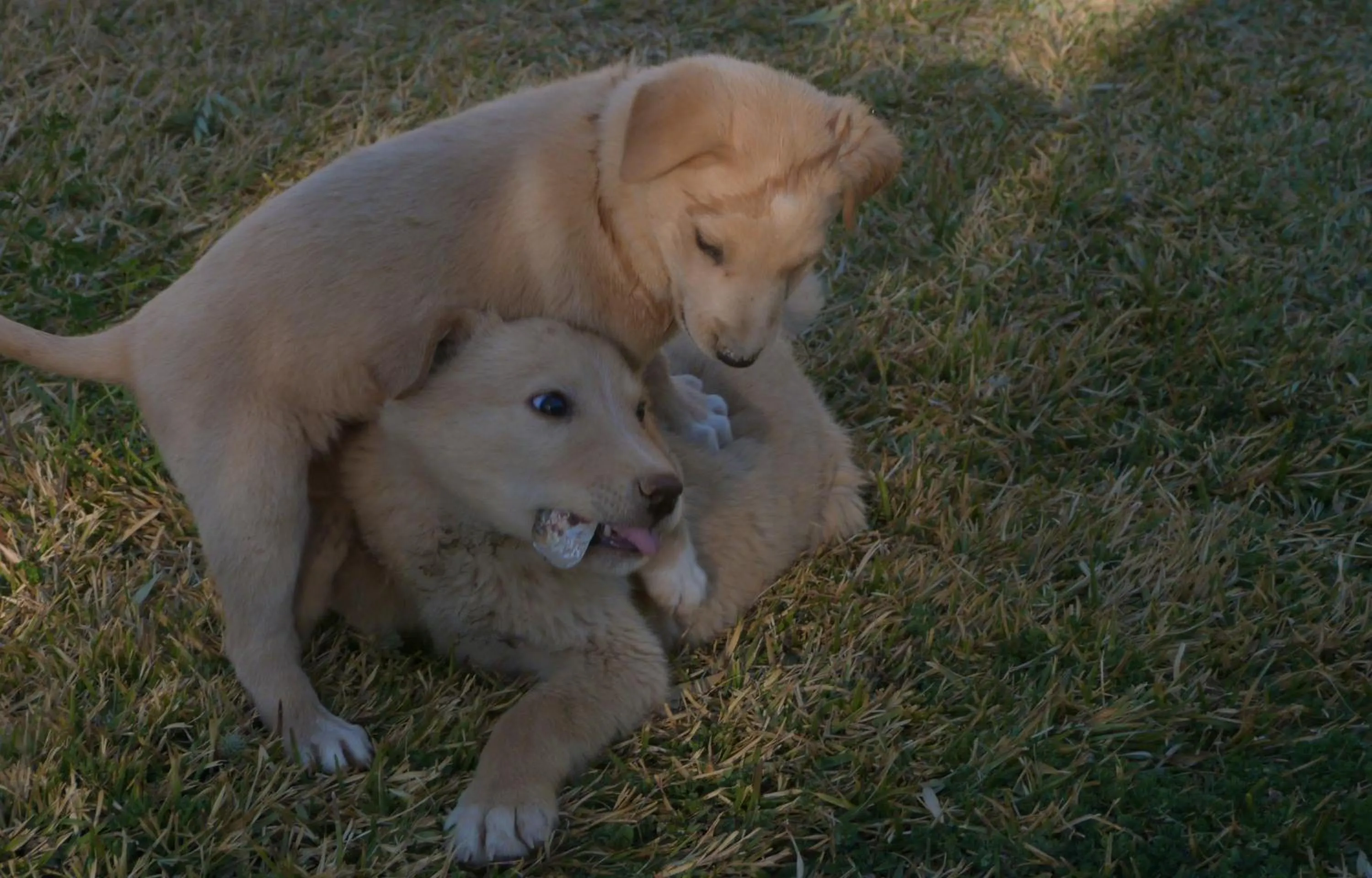 Pets in Sawadi Ecolodge