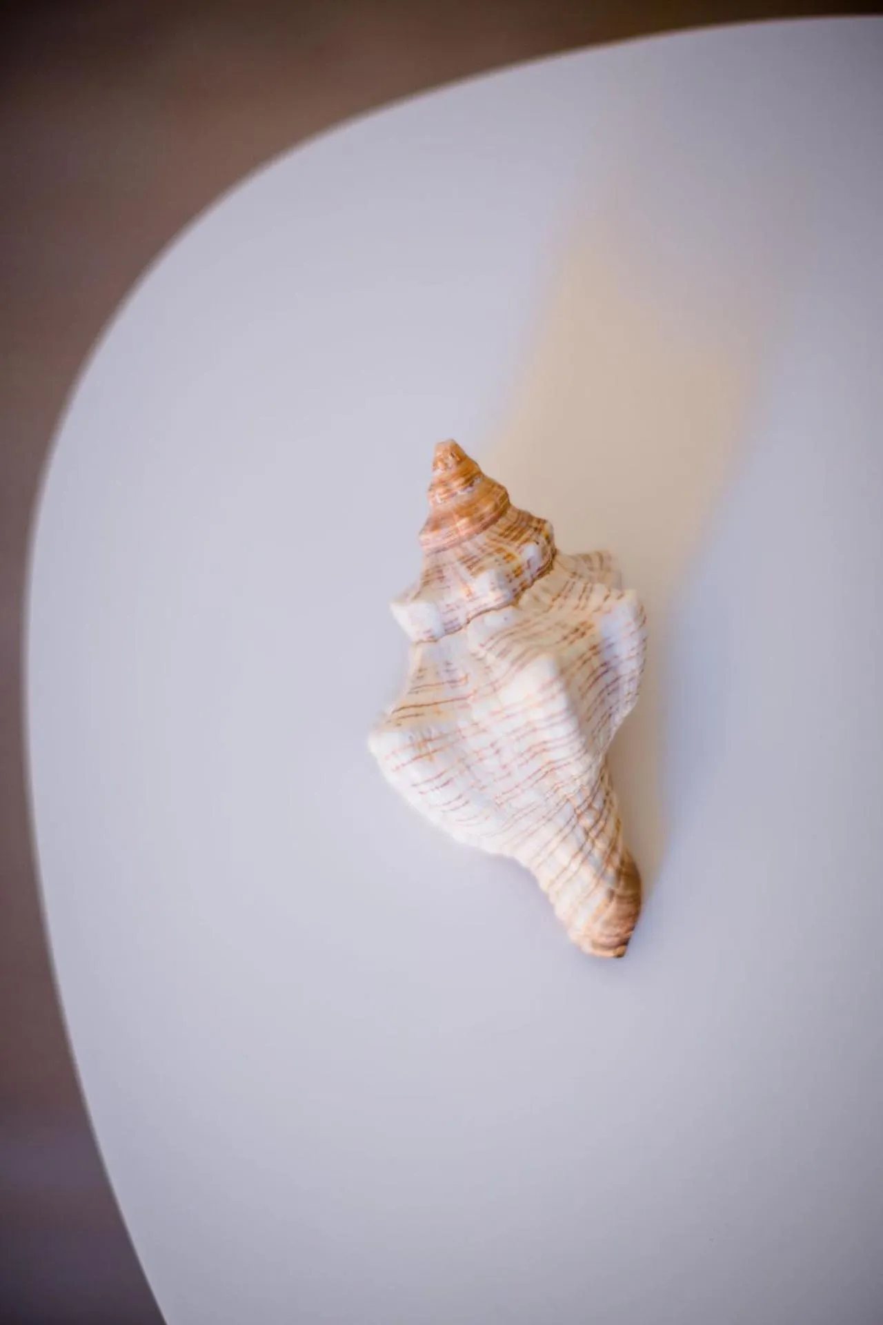 Decorative detail in Hotel Conchiglia