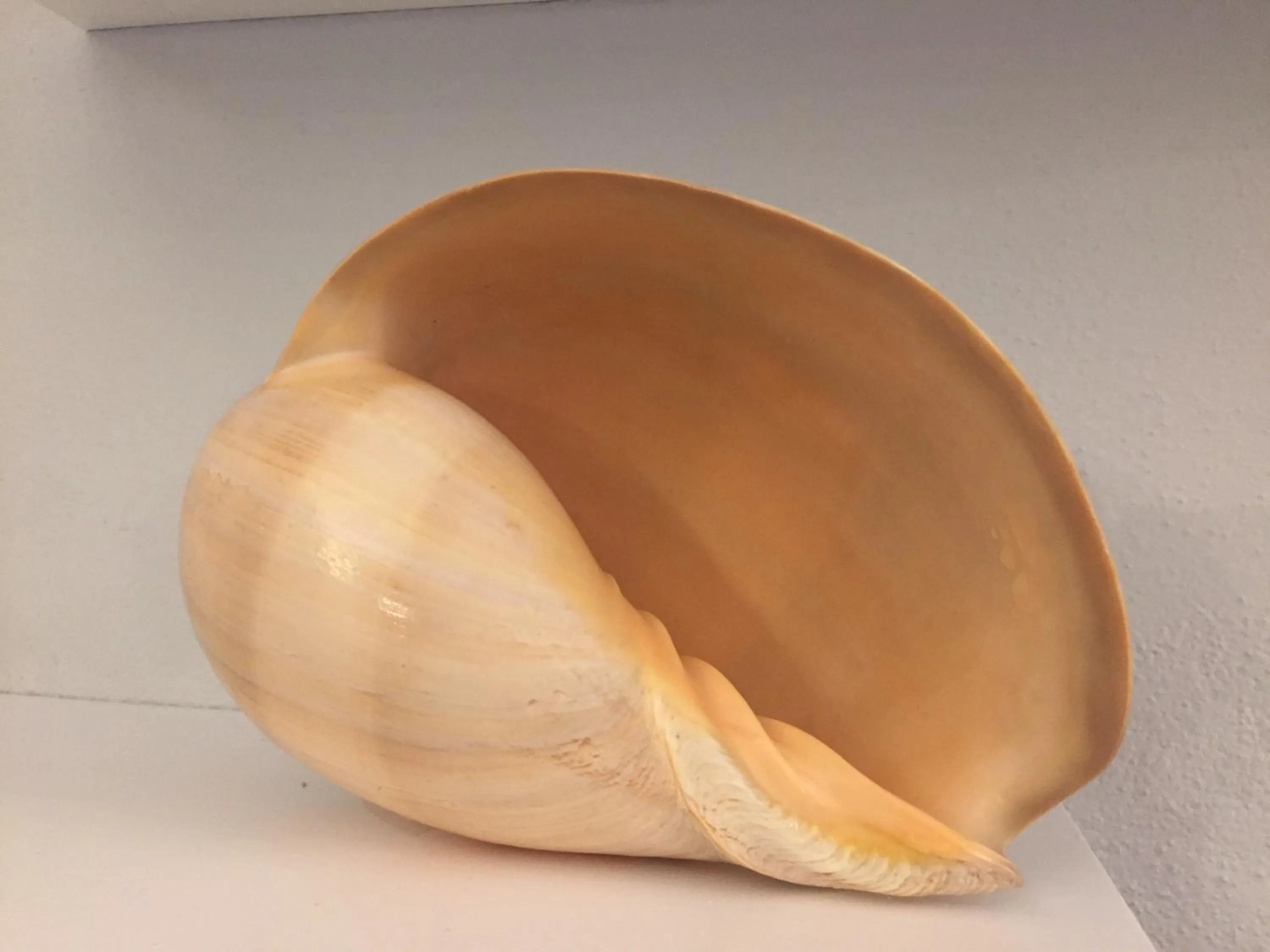 Decorative detail in Hotel Conchiglia