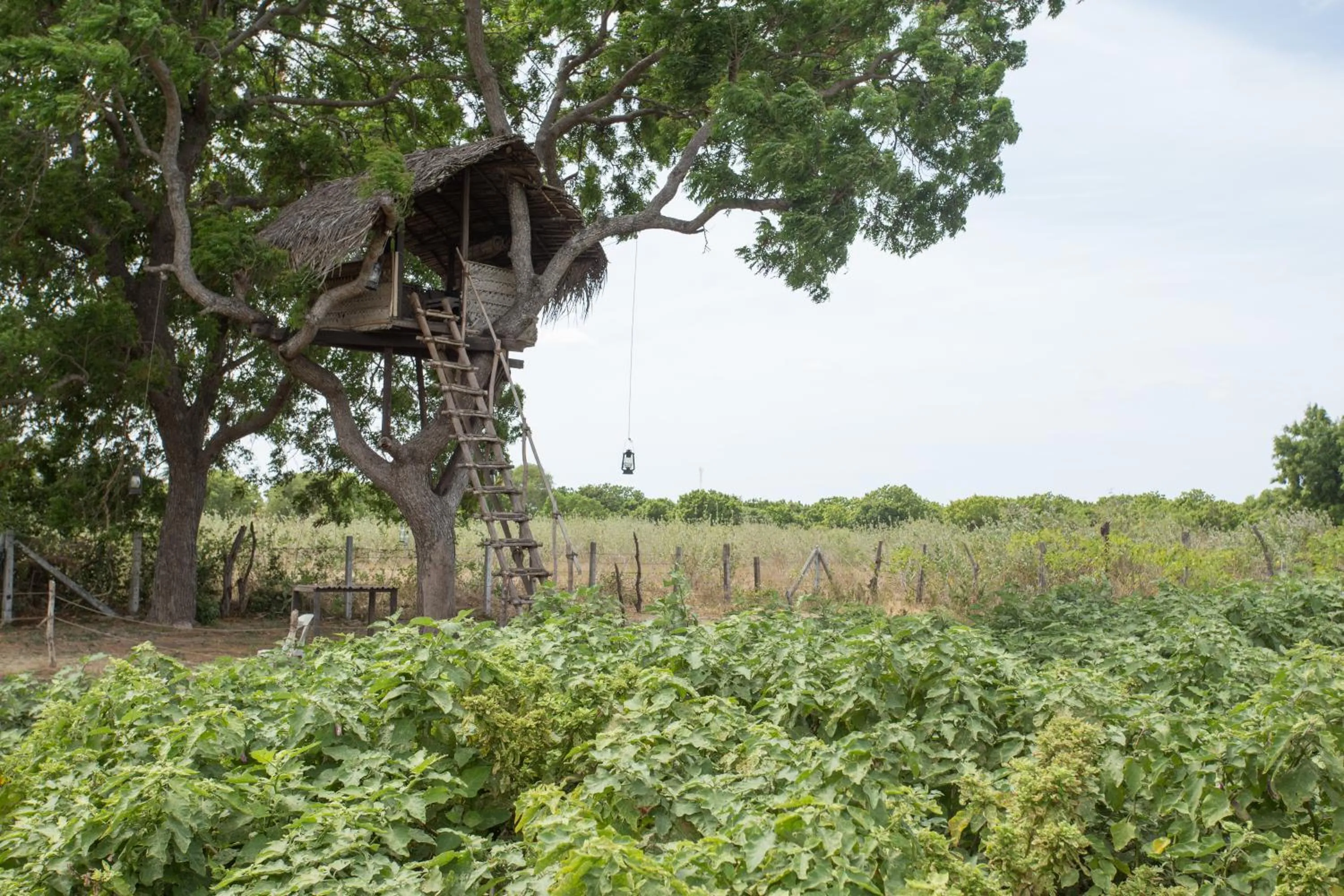 Area and facilities in Nilaveli Beach Hotel
