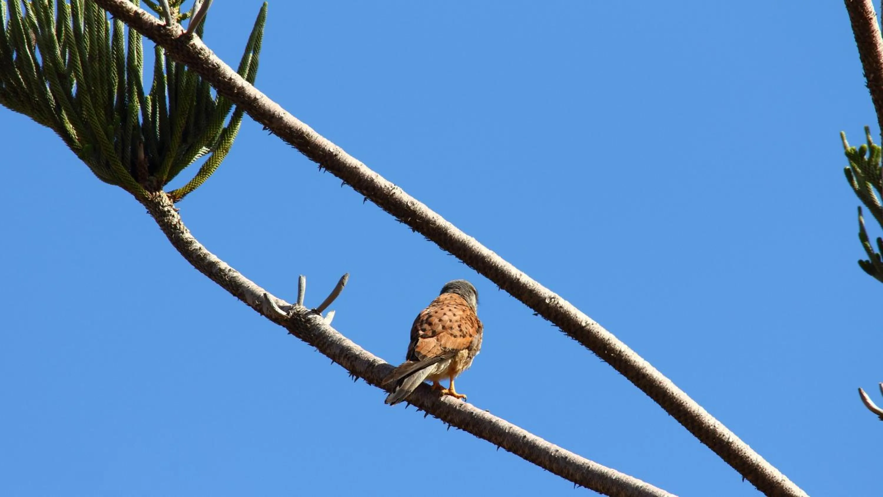 Balcony/Terrace in Canico Bay Apartments