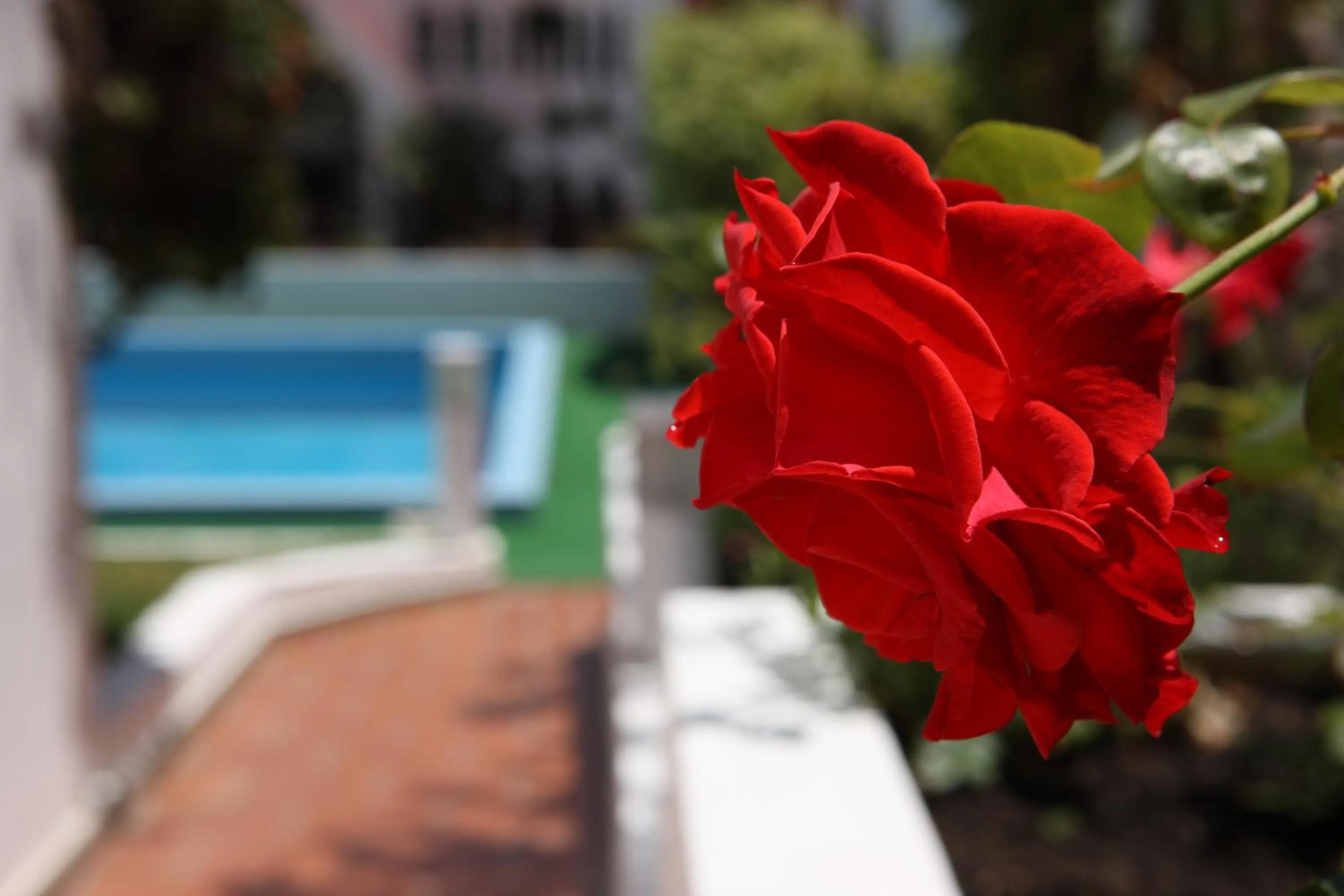 Garden in Canico Bay Apartments