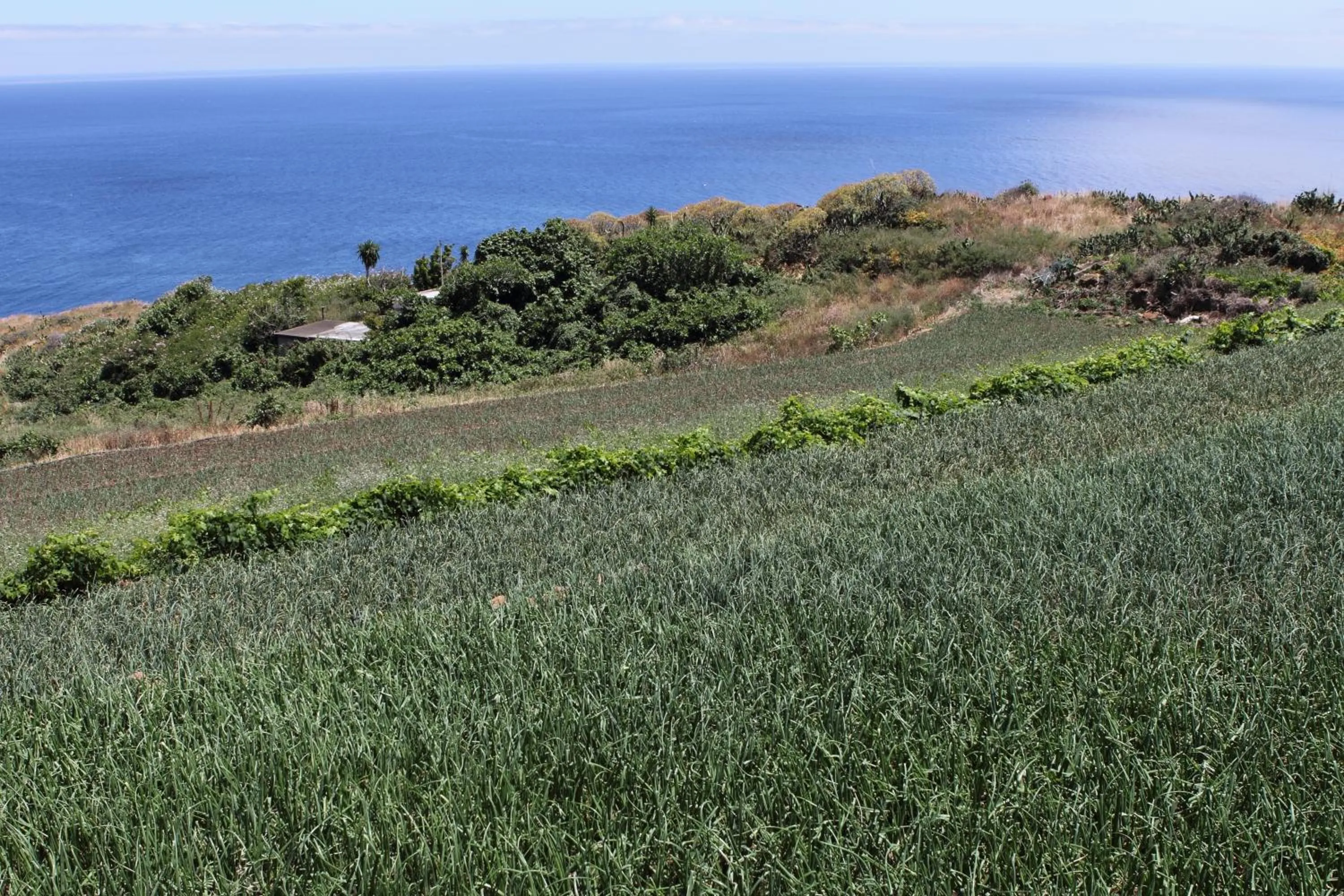 Area and facilities in Canico Bay Apartments