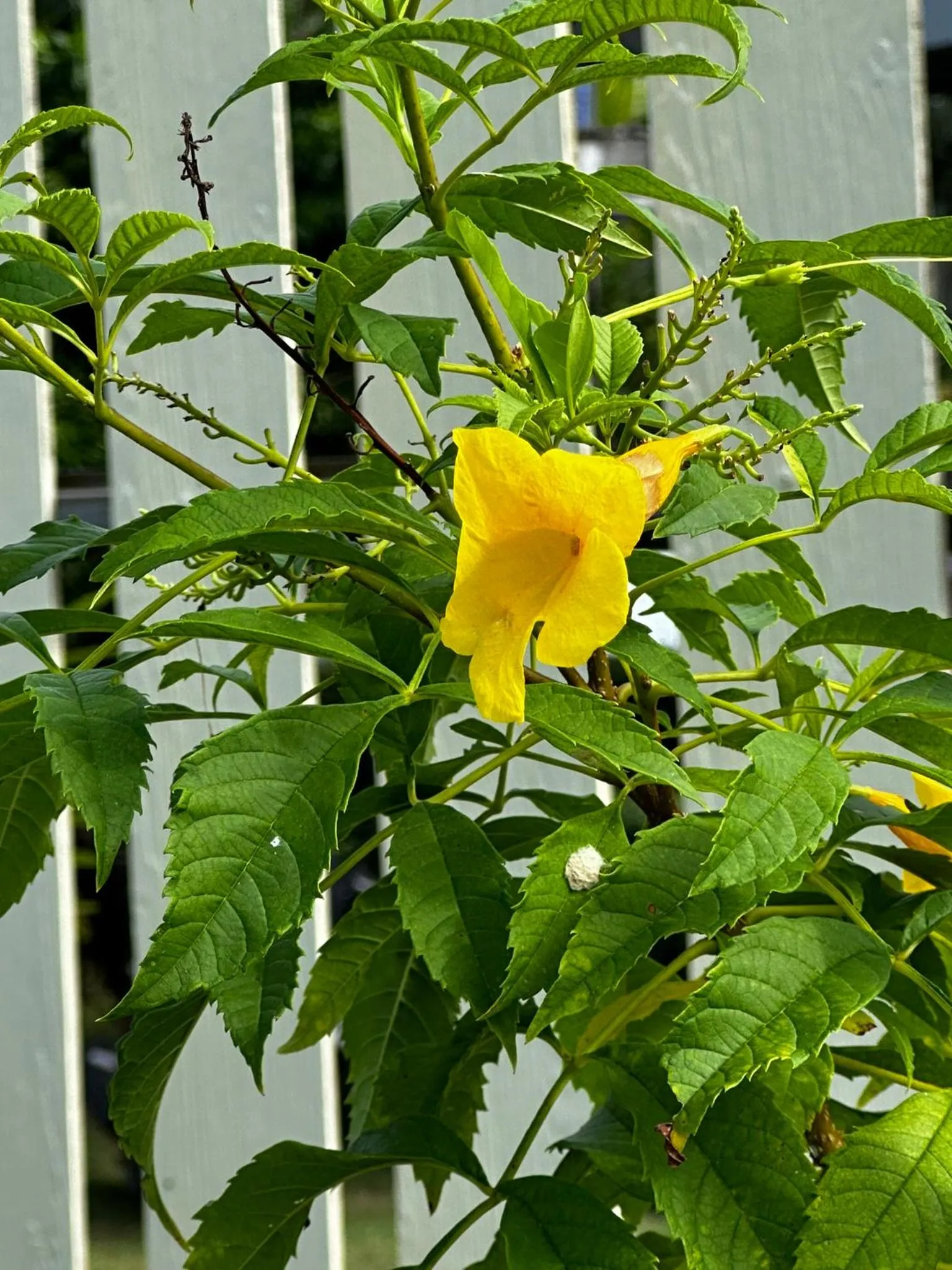 Garden in Escape-Cabins