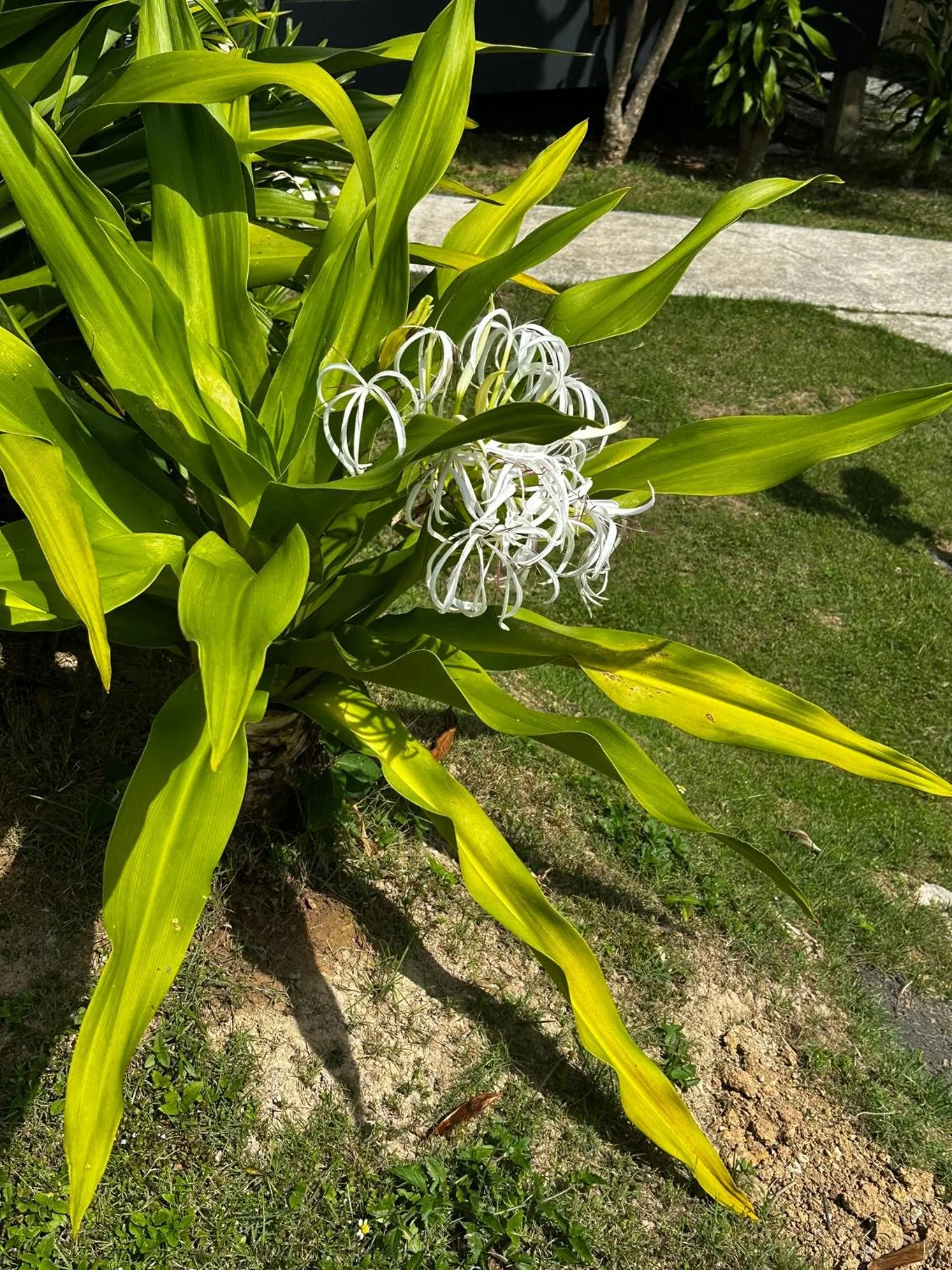 Garden view in Escape-Cabins