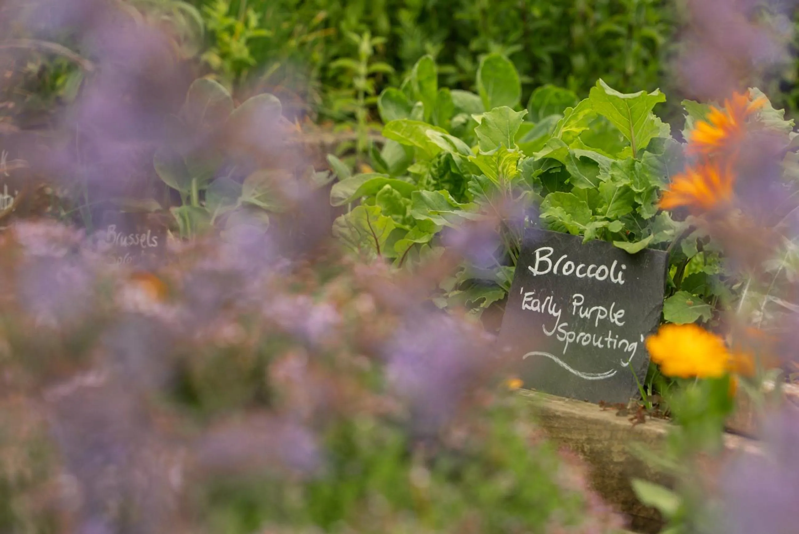 Restaurant/places to eat in Grays Court Hotel