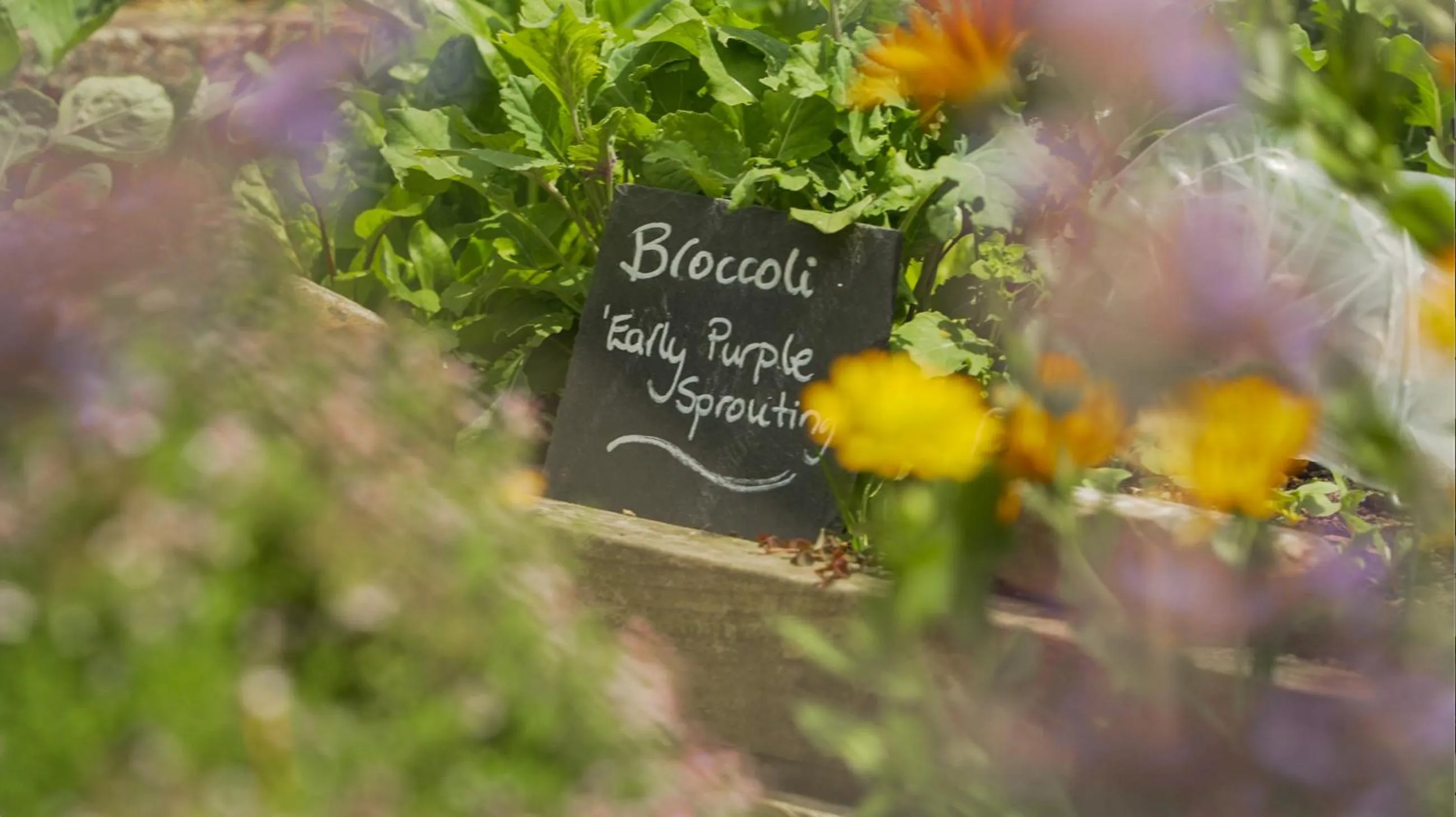 Restaurant/places to eat in Grays Court Hotel