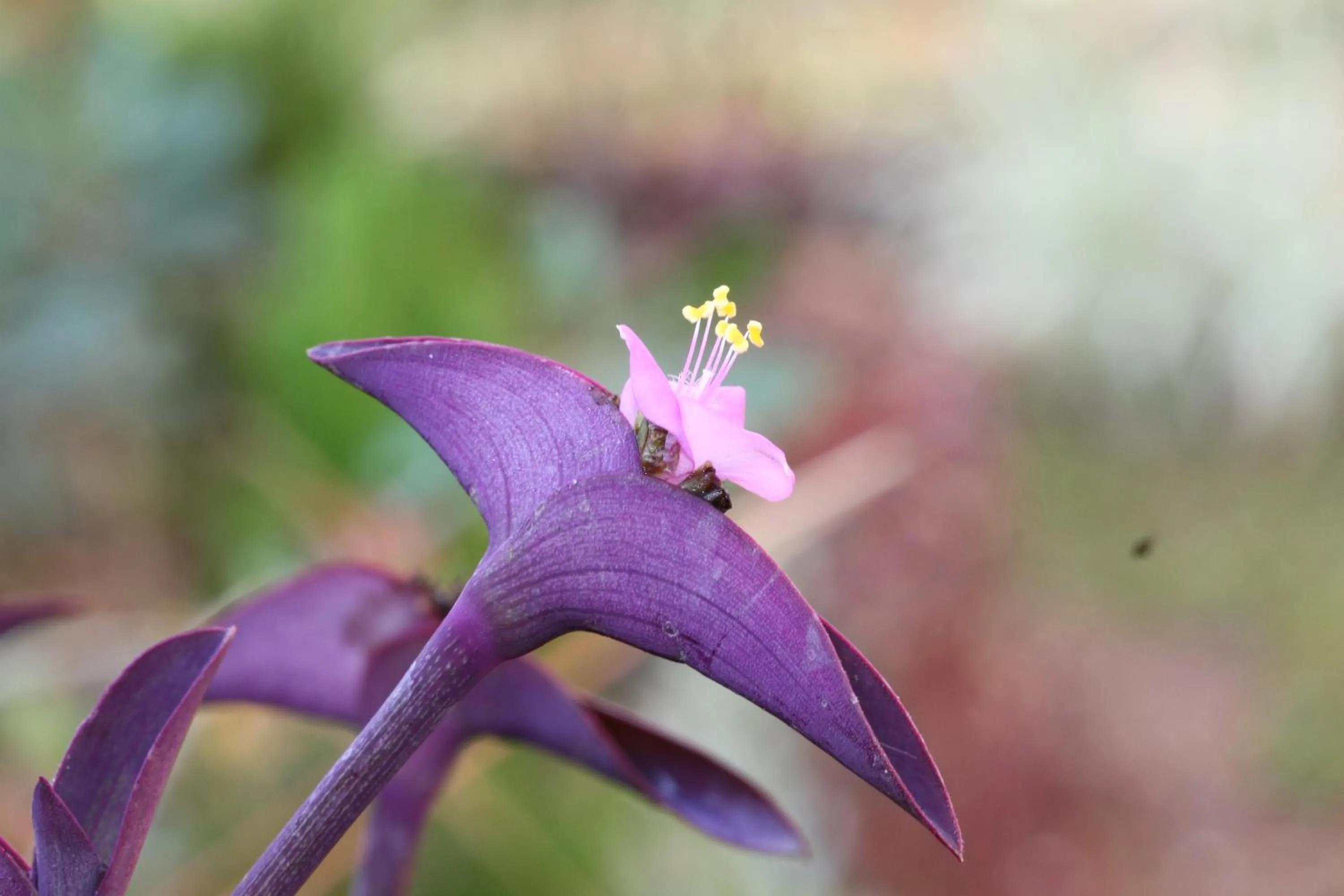 Garden in Saka Boutique Hotel