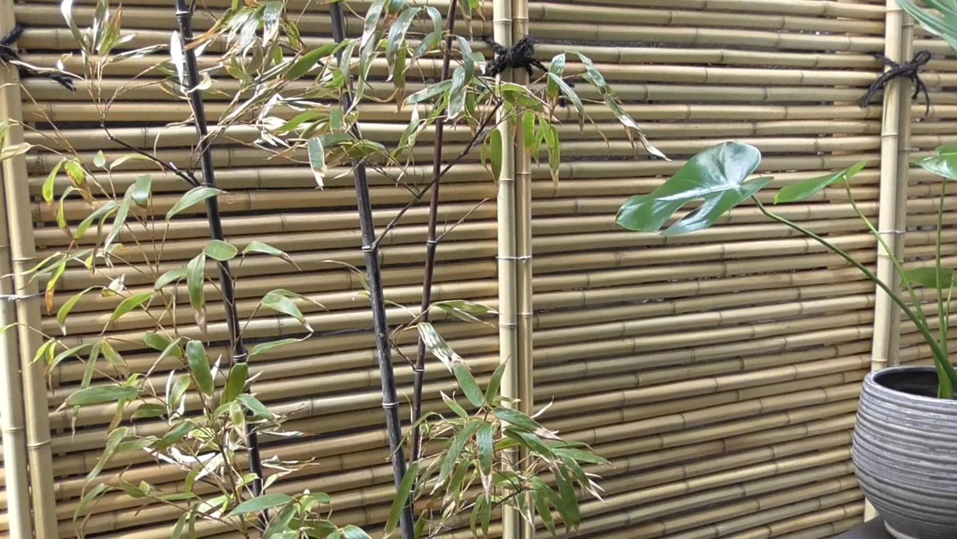 Garden in Daimaru-un