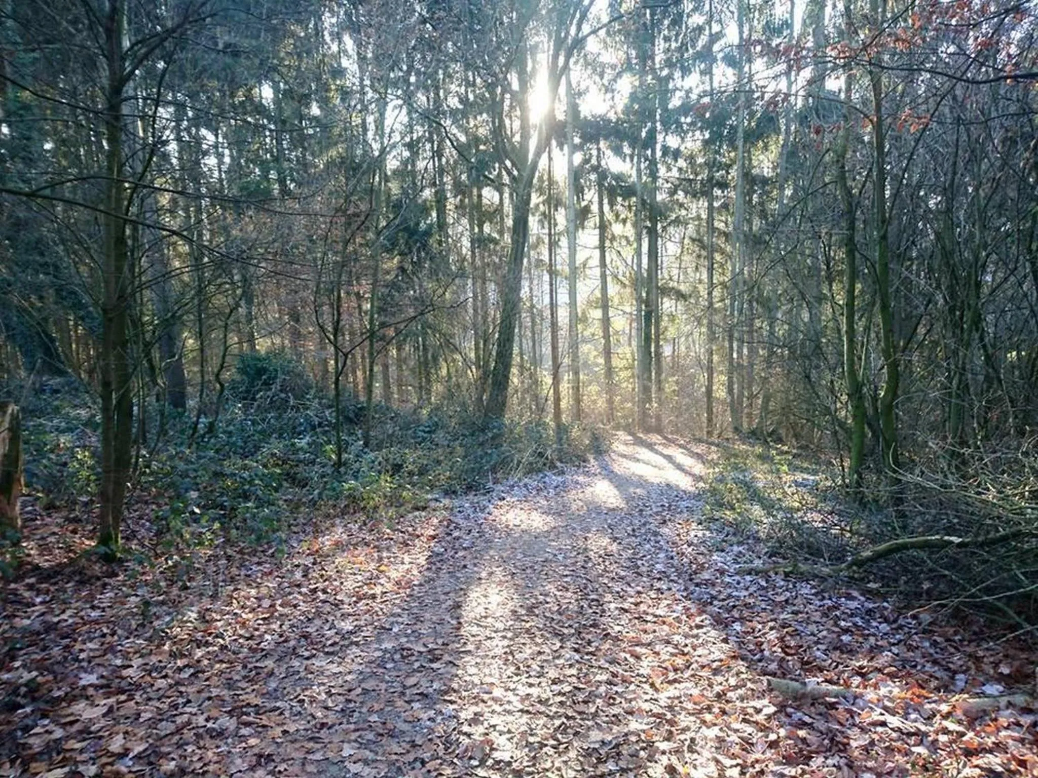 Neighbourhood in Landhaus Sundern