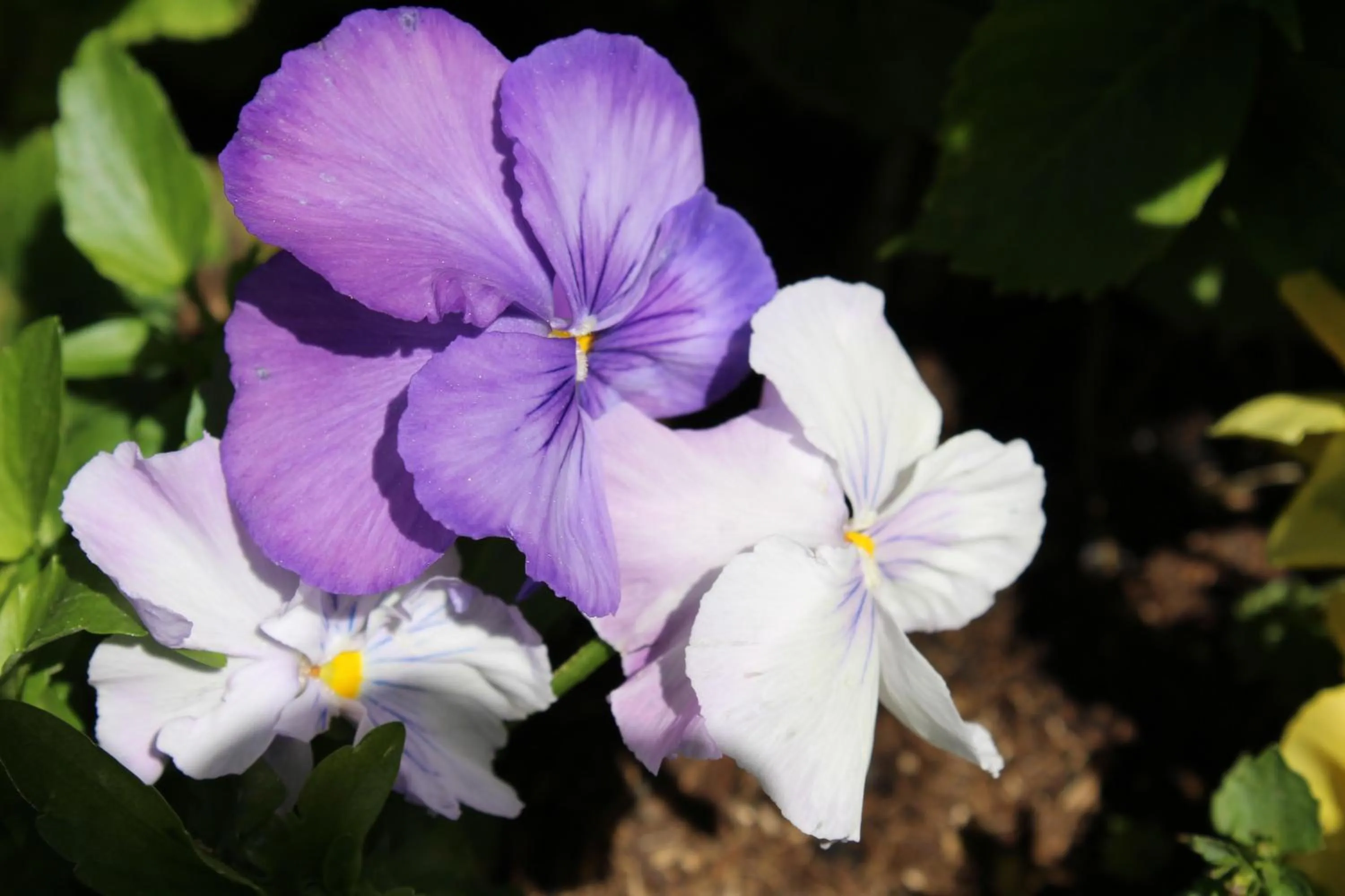 Garden in Hotel Glärnisch Hof