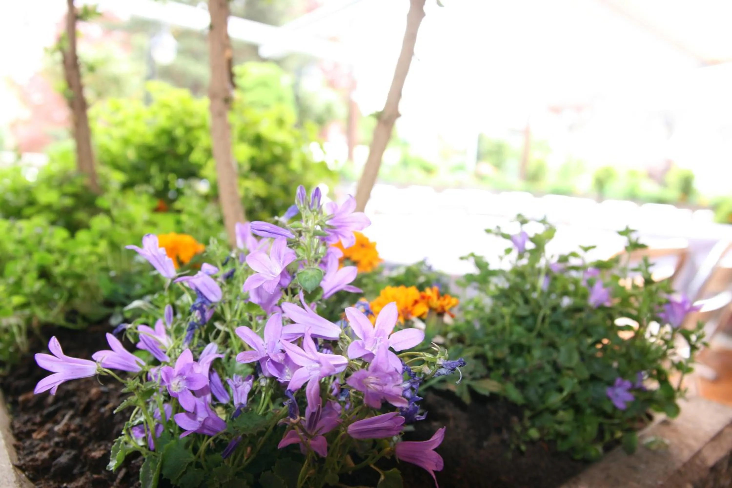 Garden in Hotel Glärnisch Hof