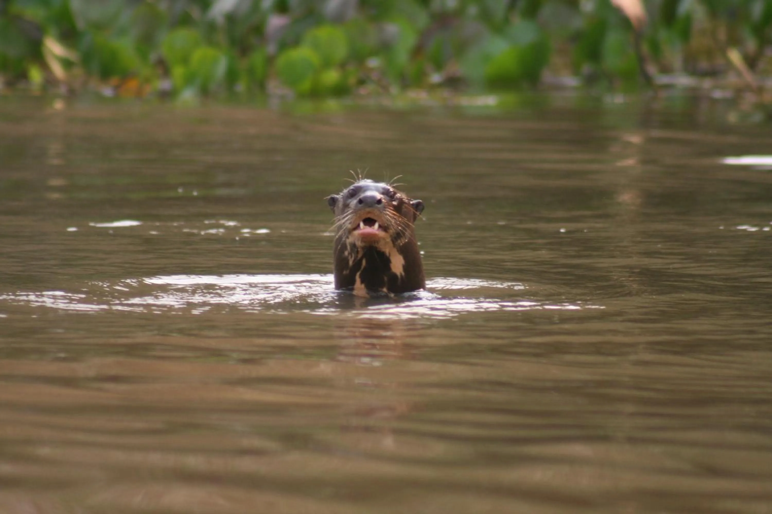 Day in Pousada Aguape