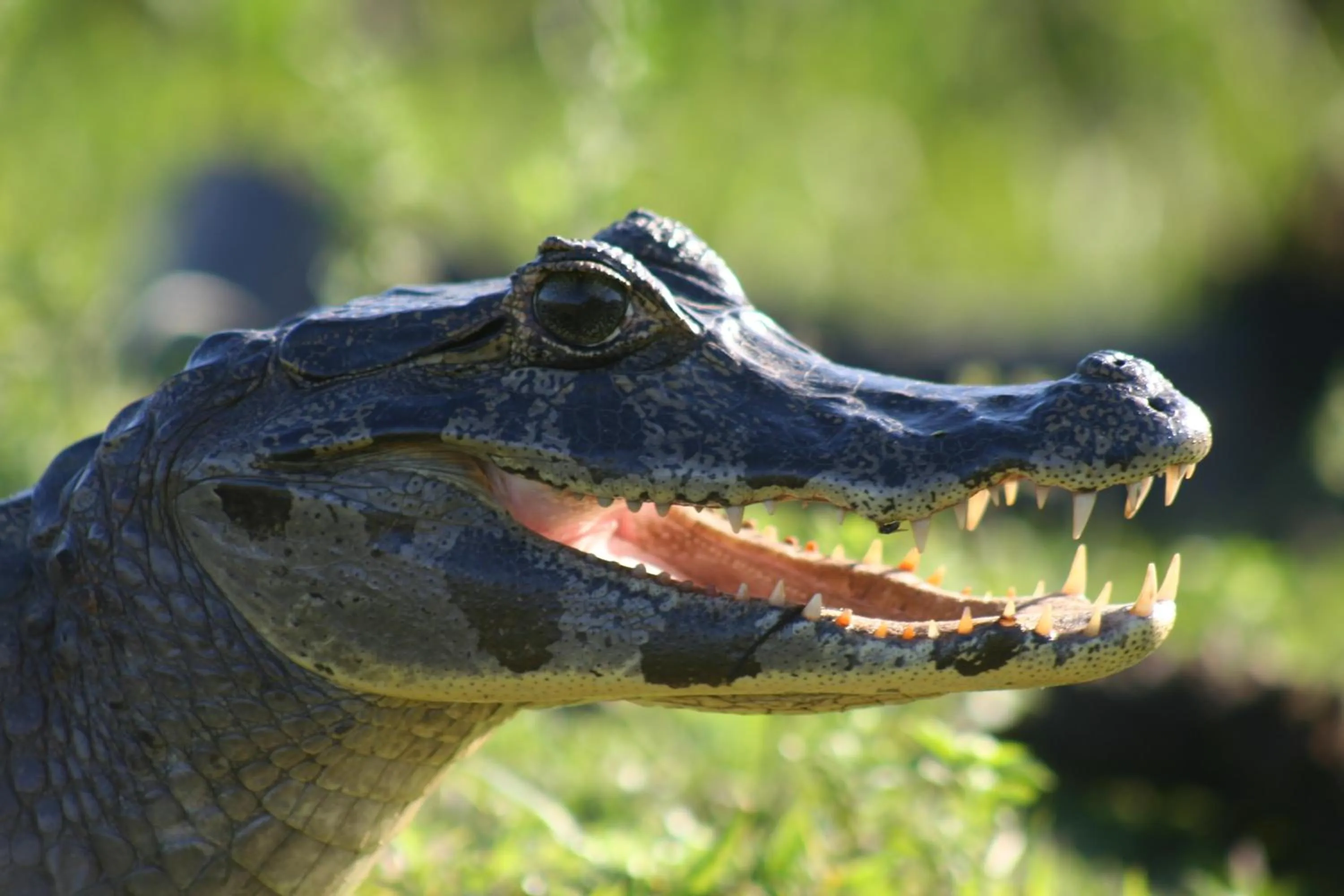 Day in Pousada Aguape