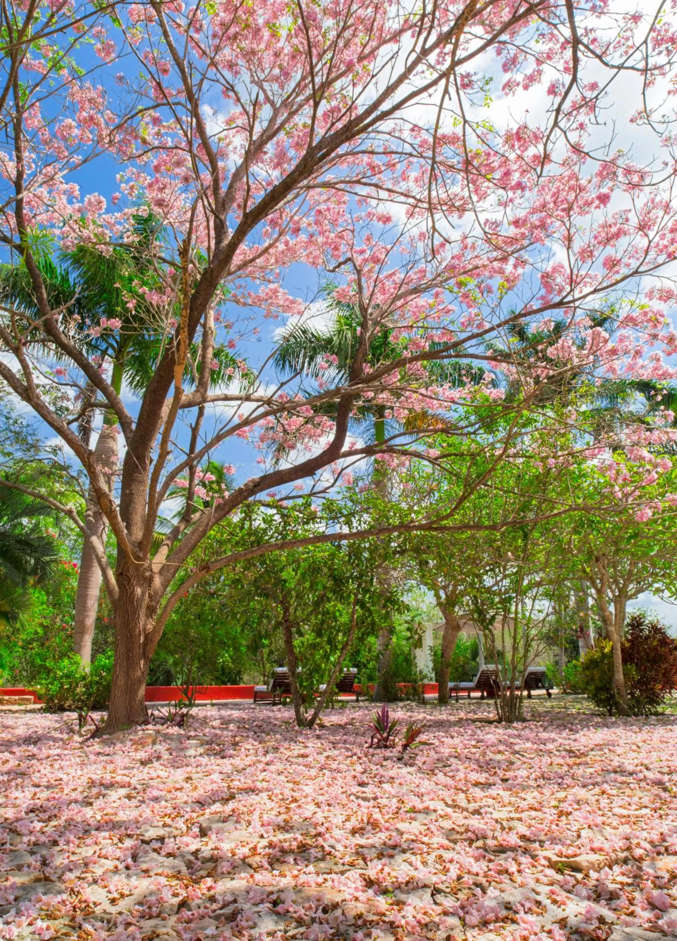 Natural landscape in Hacienda San Jose Cholul