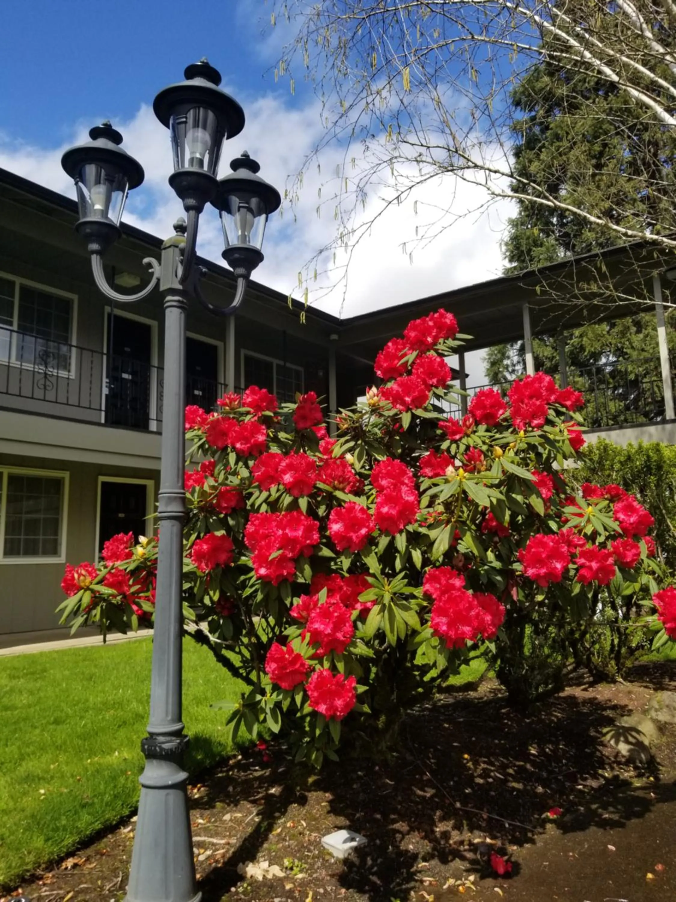 Natural landscape in Village Inn