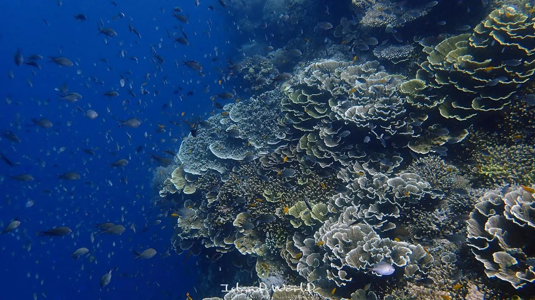 Animals in Island World Panglao