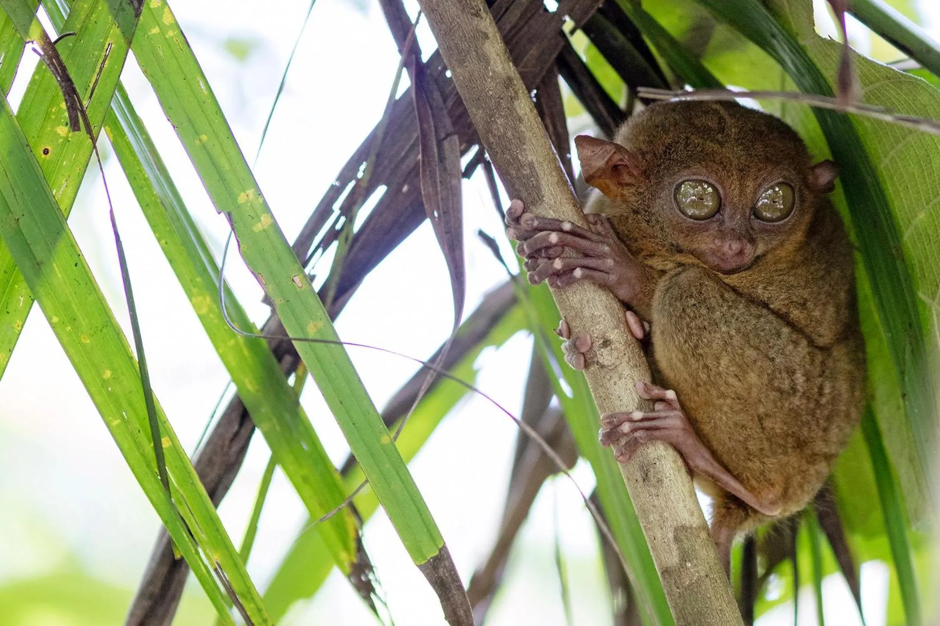 Animals in Island World Panglao