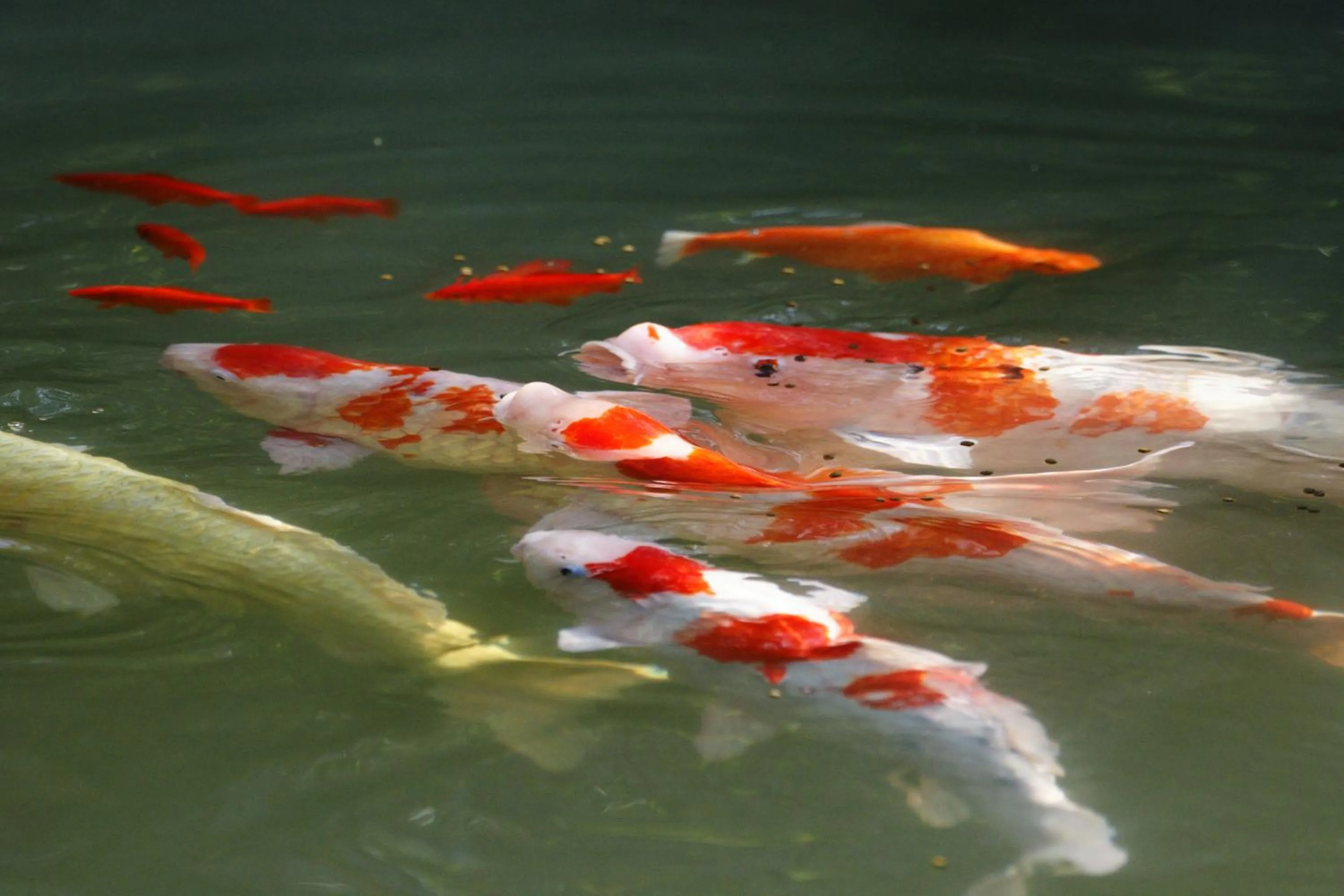 Garden in Koyasan Shukubo Ekoin