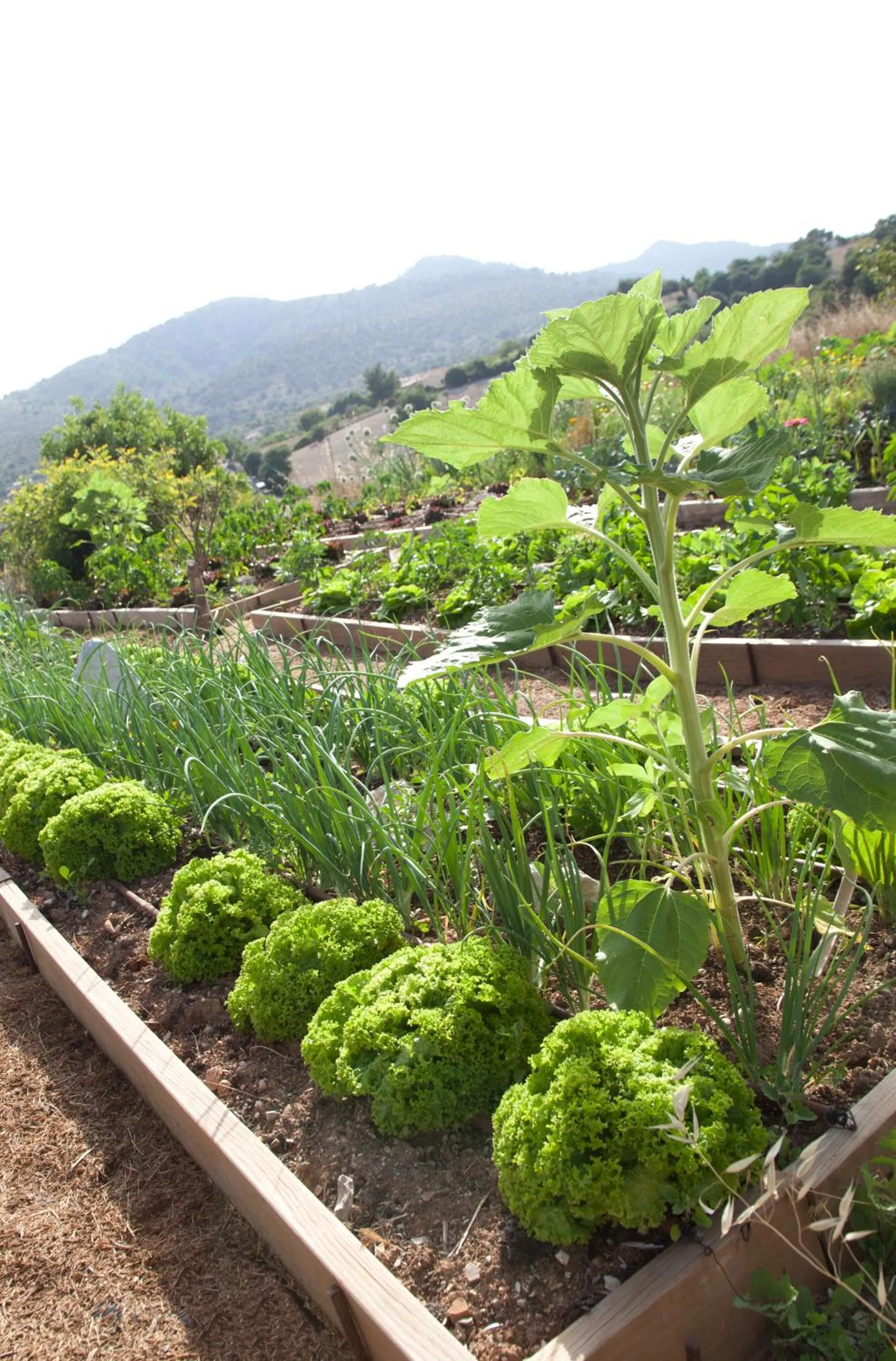 Garden in Agroturismo Ses Cases de Fetget