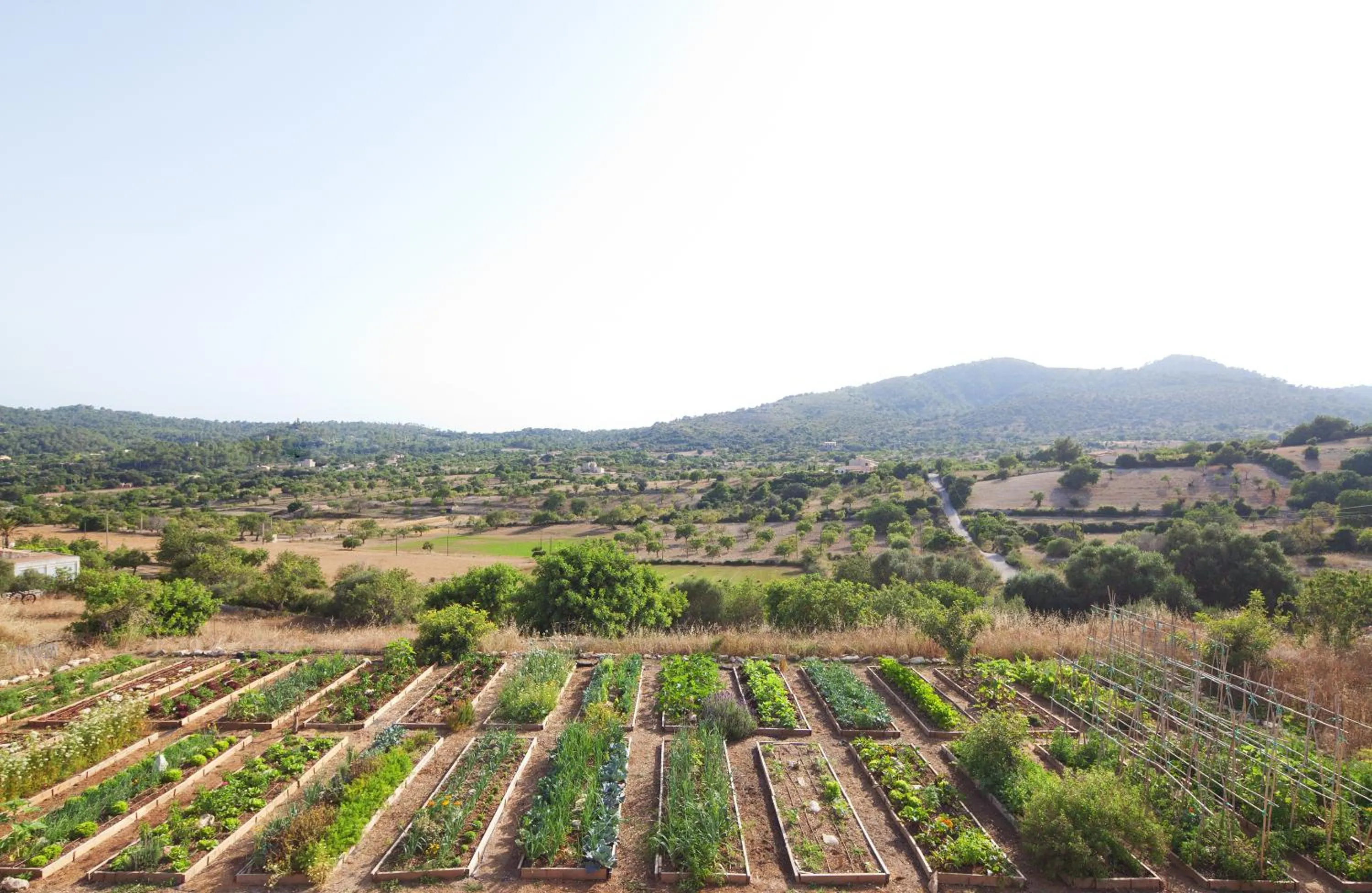 Garden in Agroturismo Ses Cases de Fetget