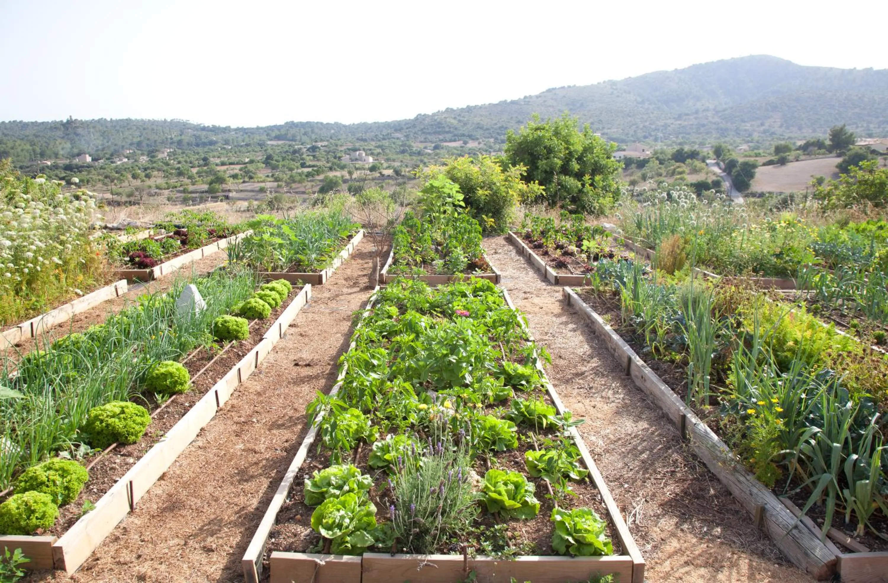 Garden in Agroturismo Ses Cases de Fetget