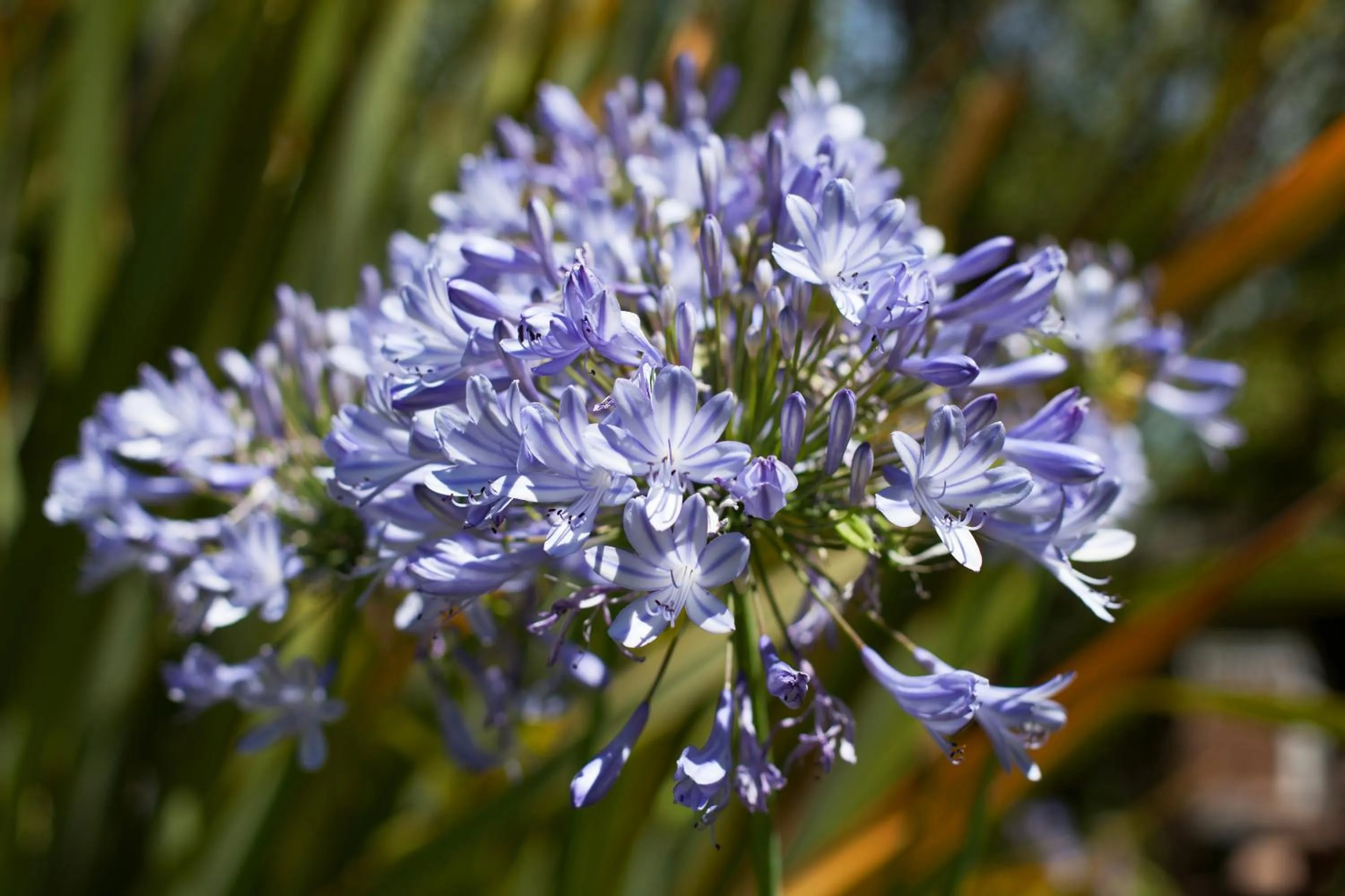 Garden in Medindi Manor