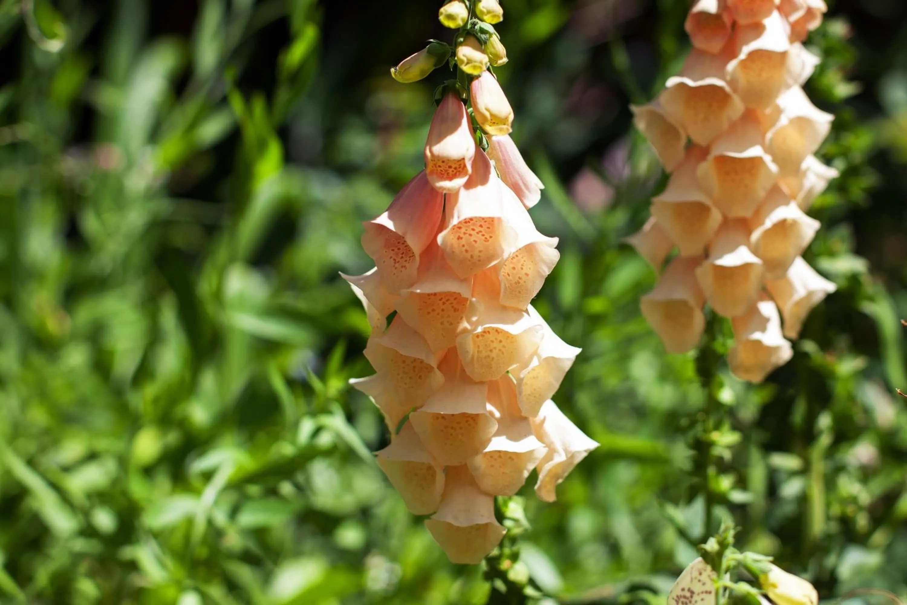Garden in Medindi Manor