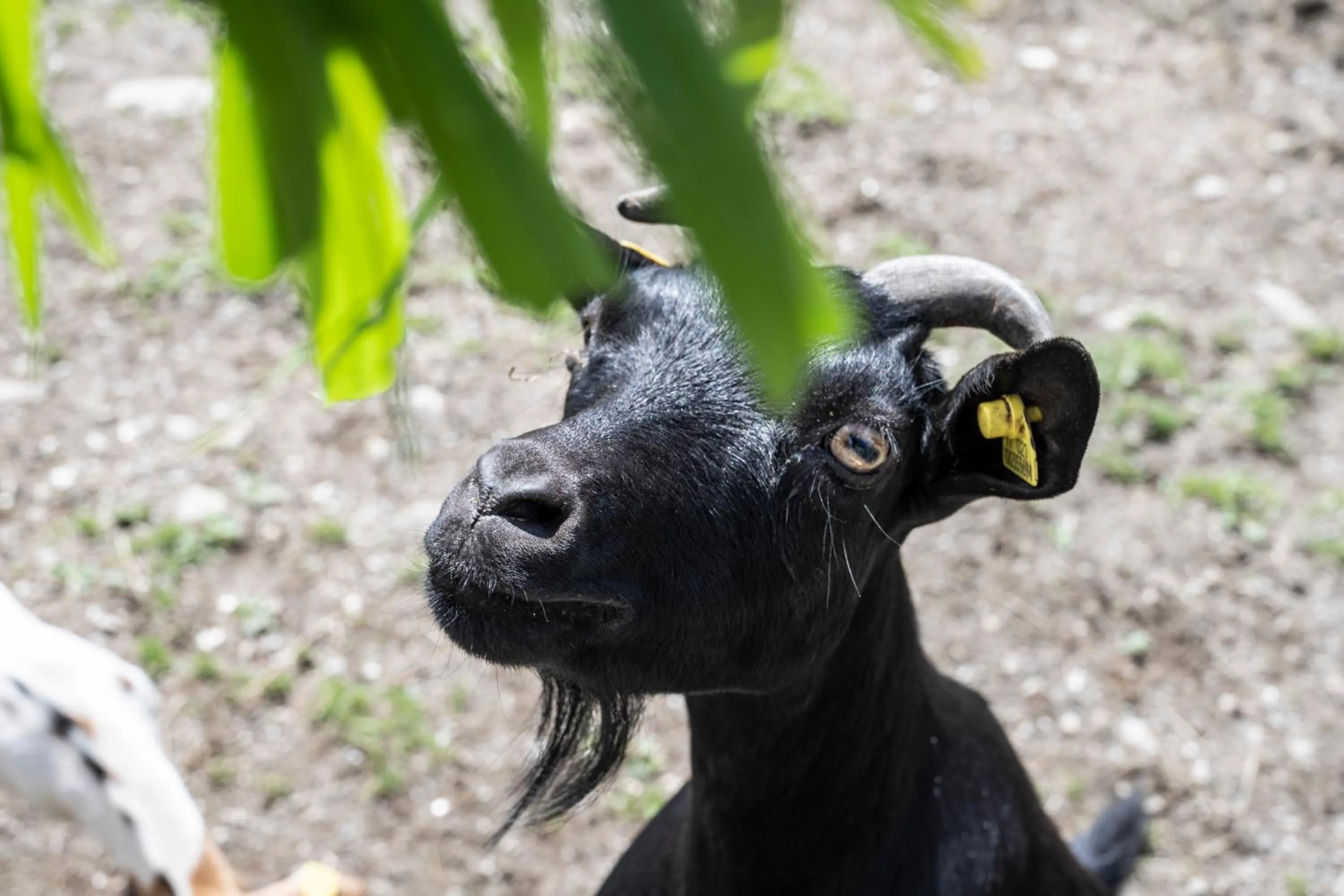 Animals in Taser Alm