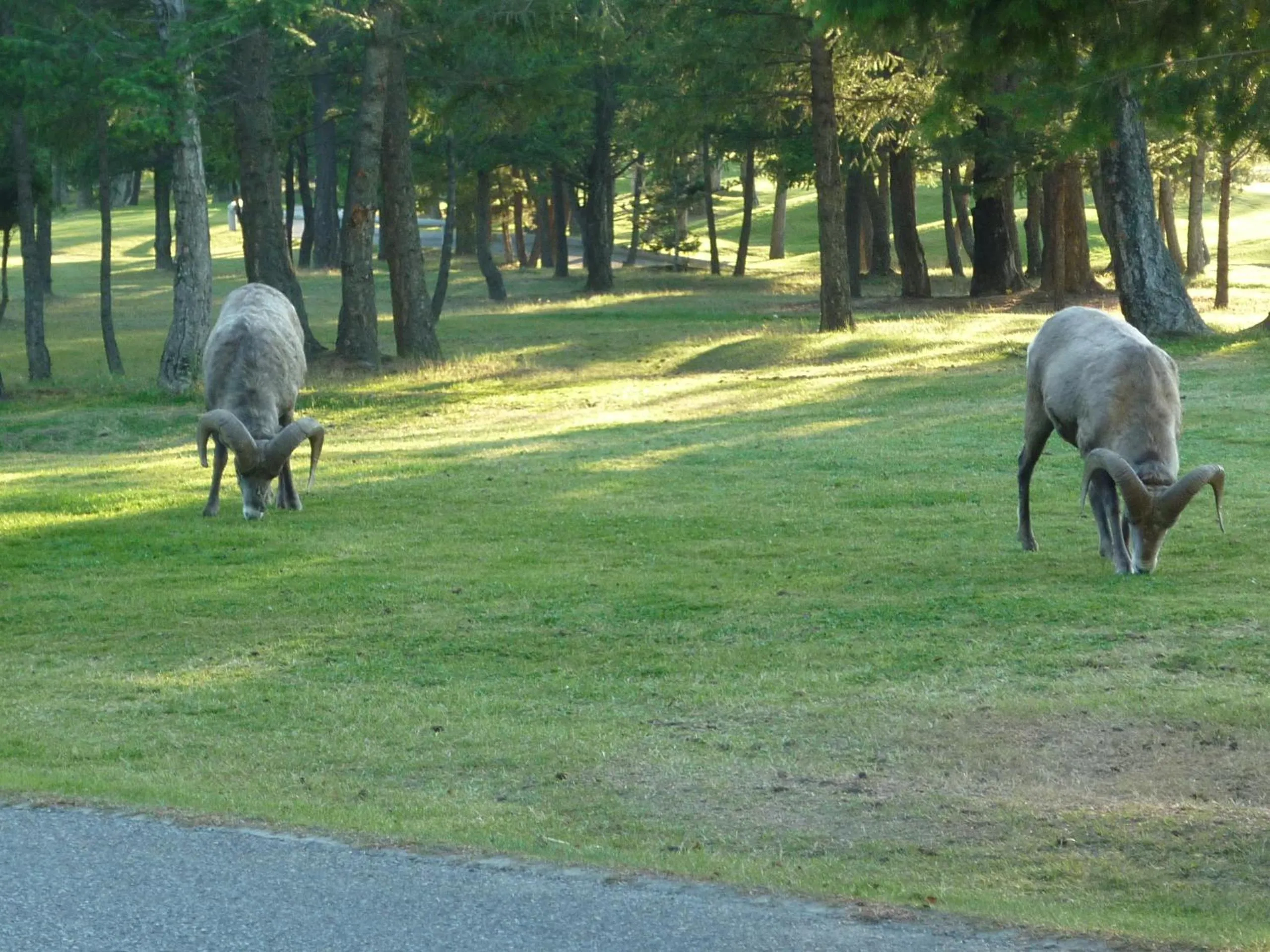 Animals in Motel Bavaria