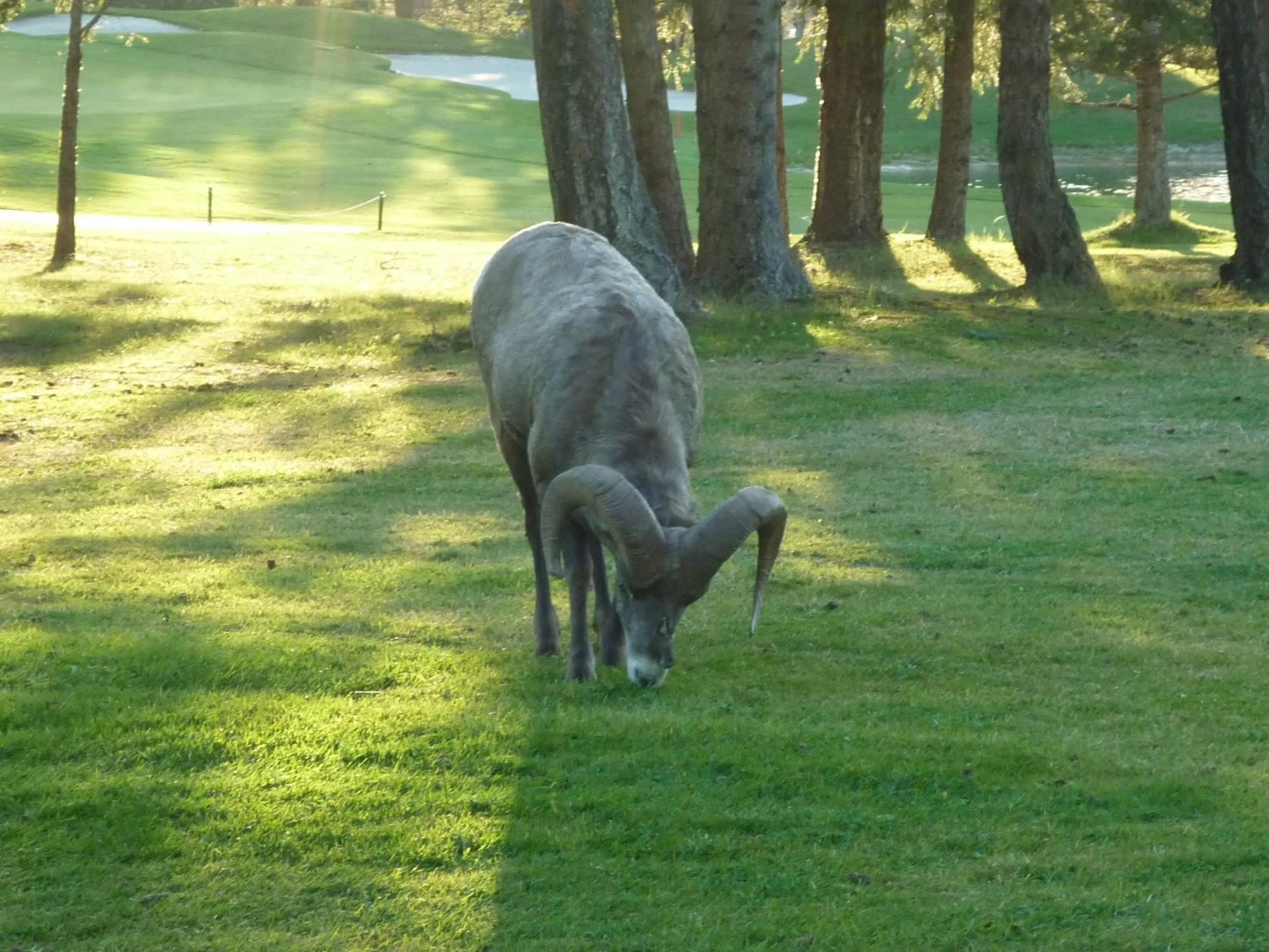 Animals in Motel Bavaria