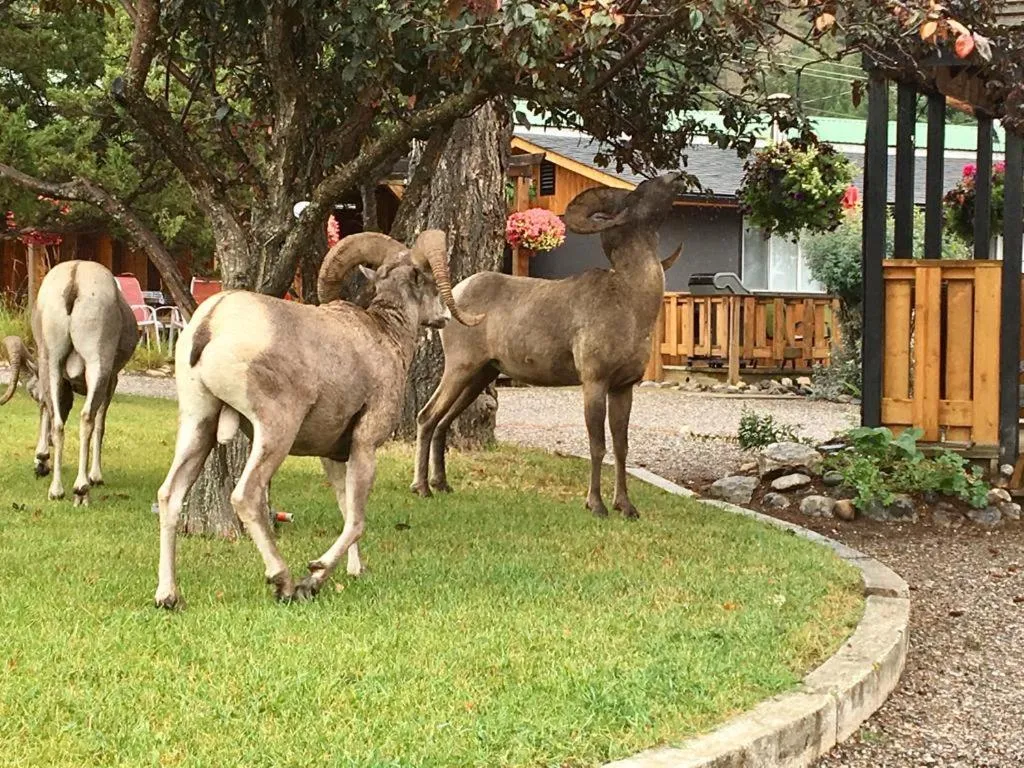 Animals in Piccadilly Motel
