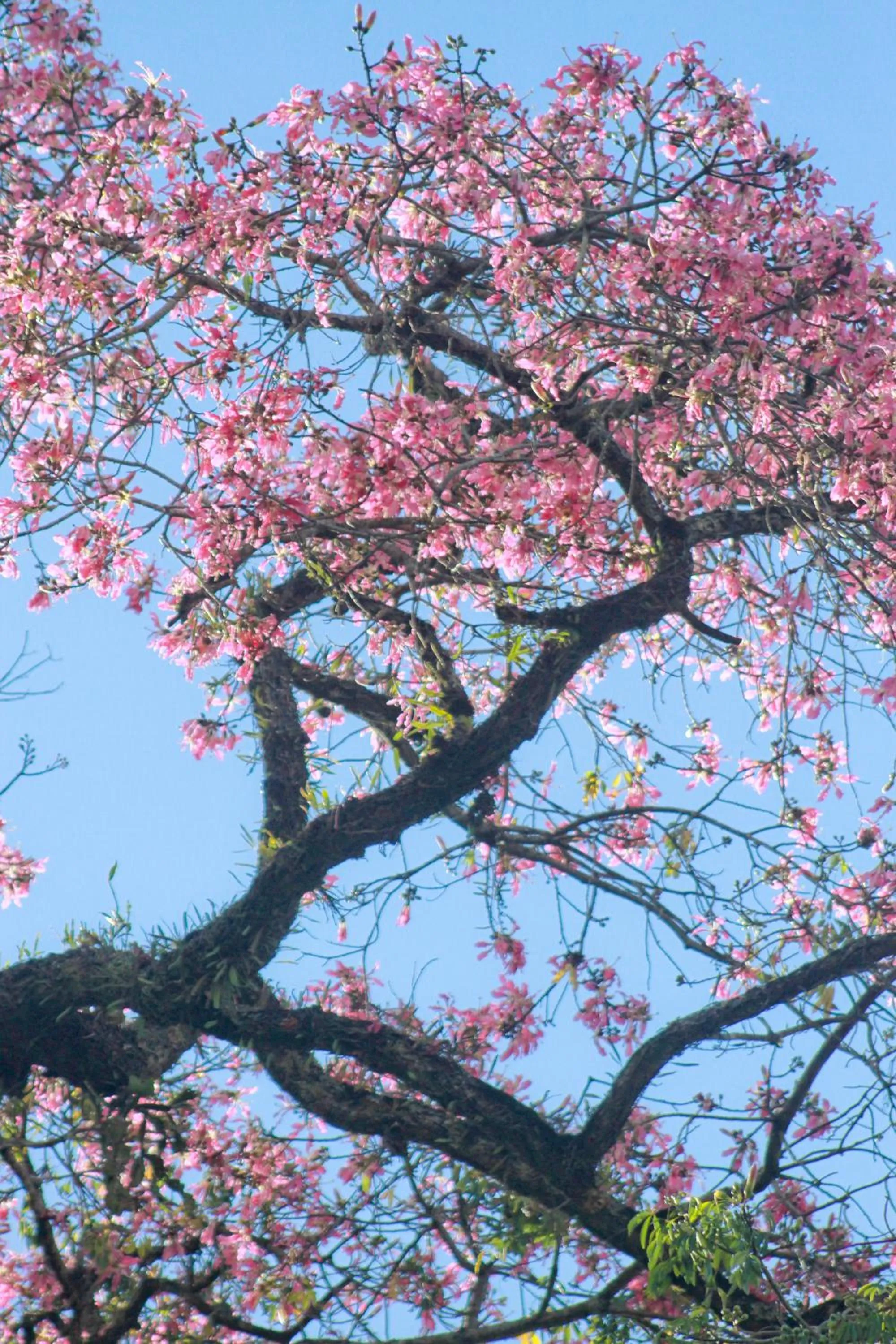 View (from property/room) in Grande Hotel Petrópolis
