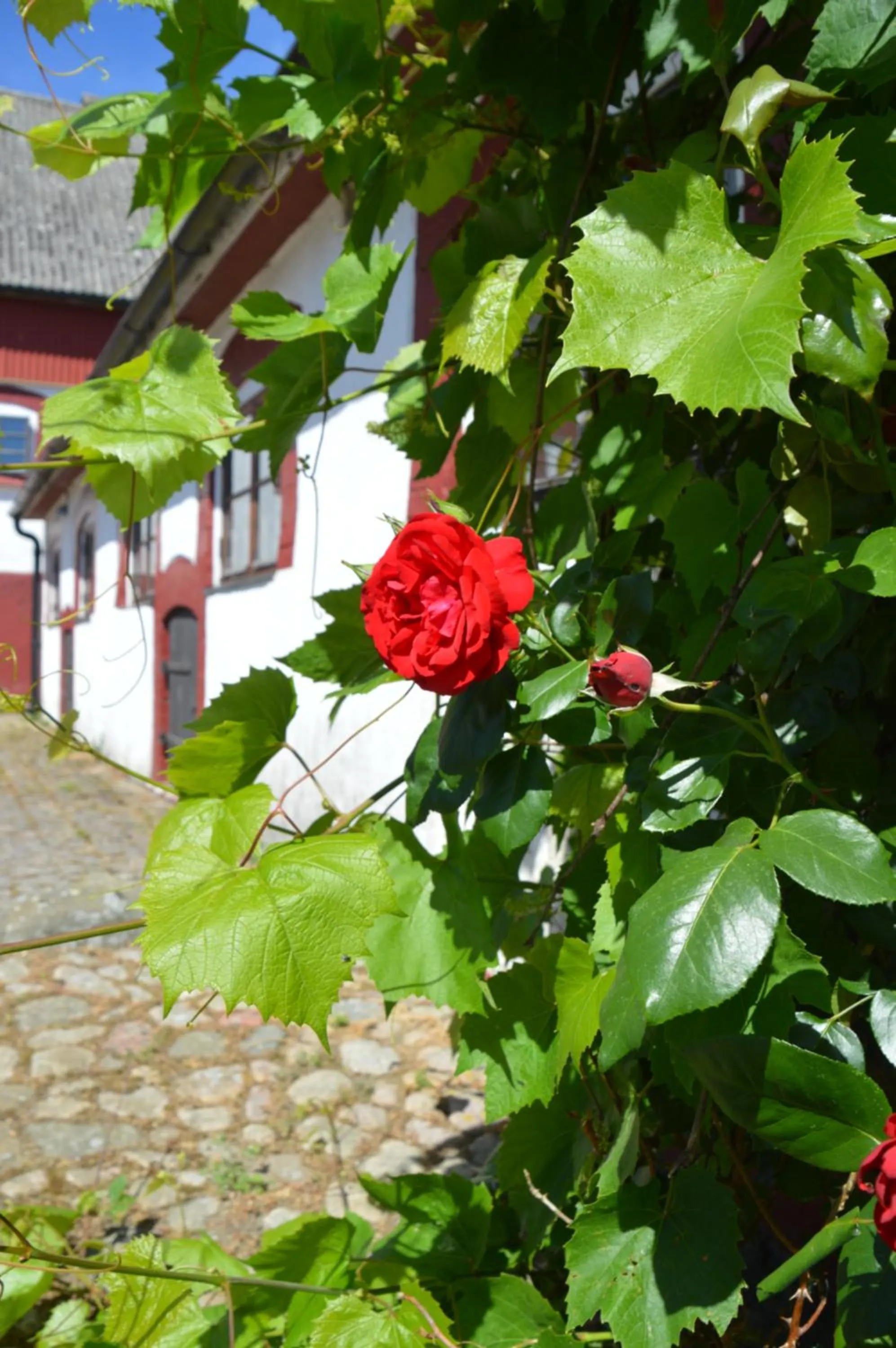 Garden in Gårdshotellet