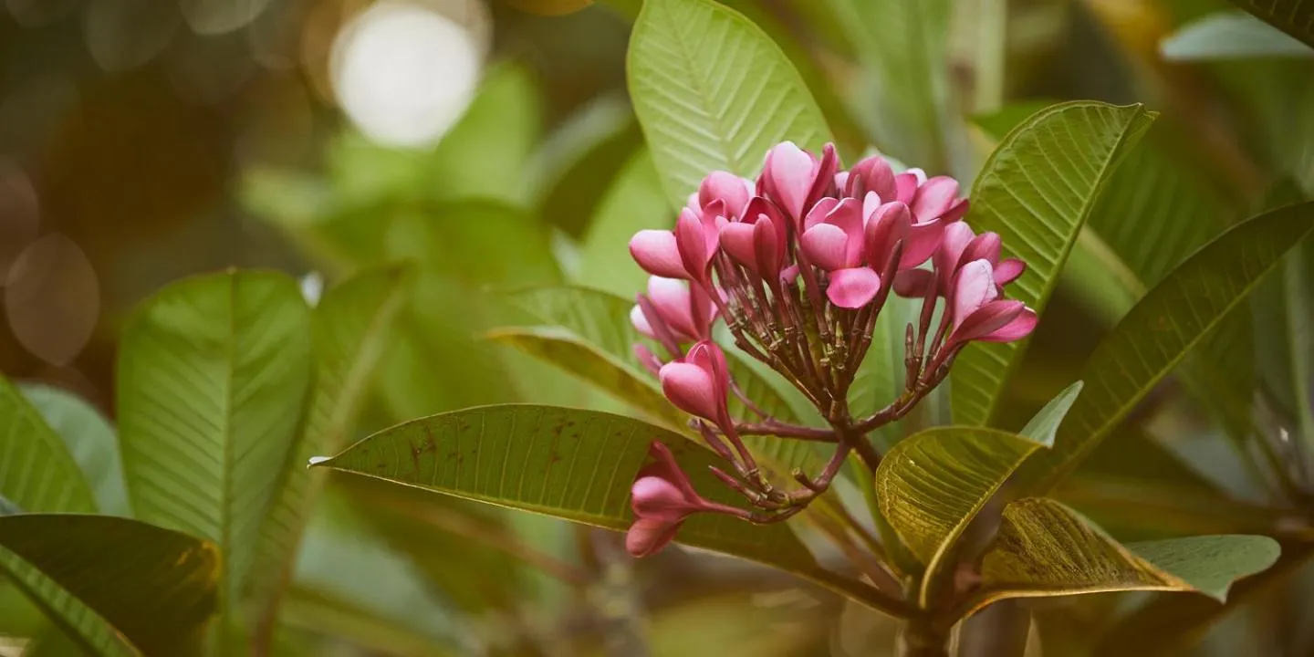 Pearl Beach Resort Gili Asahan