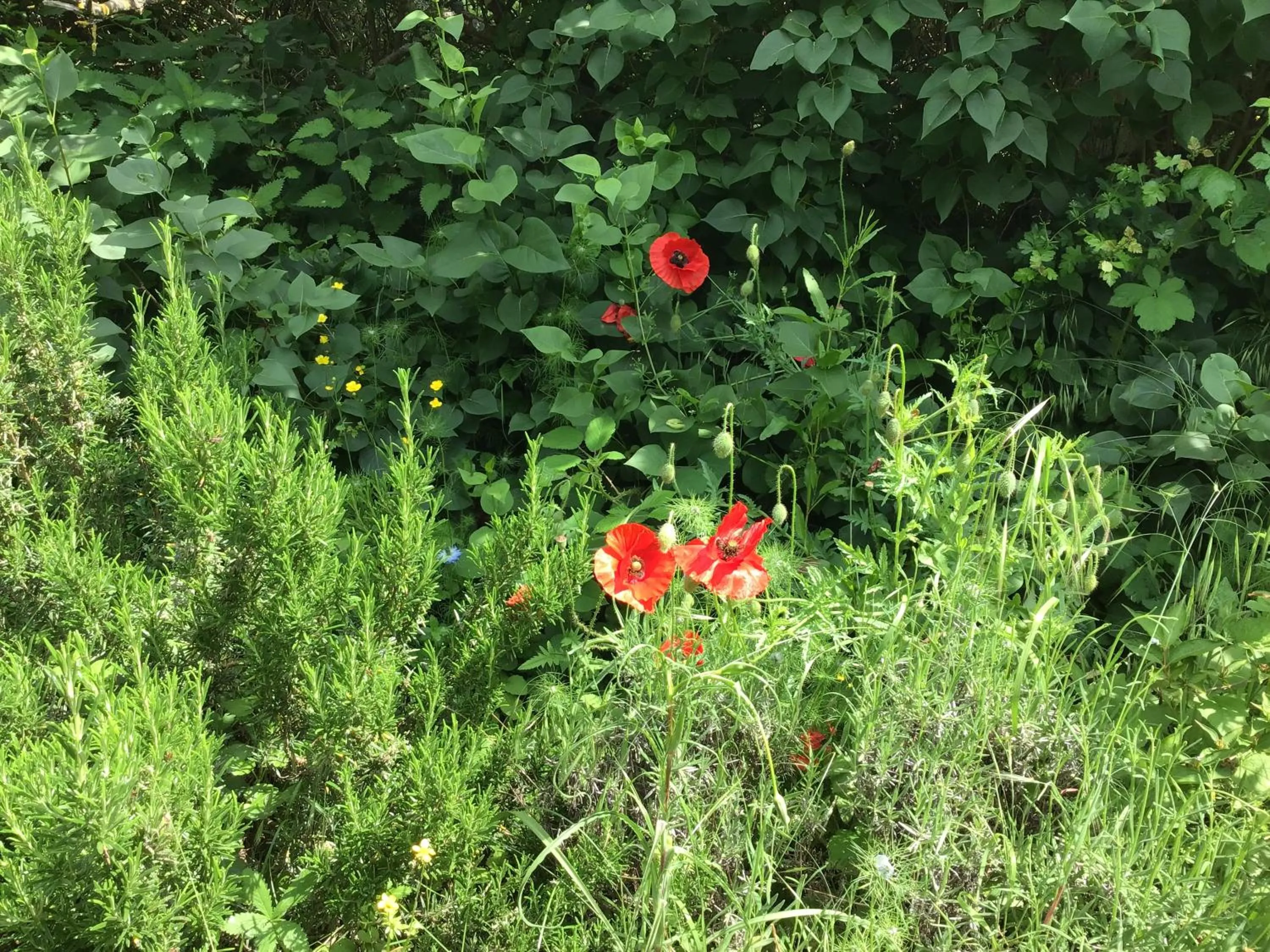Garden in Le Domaine