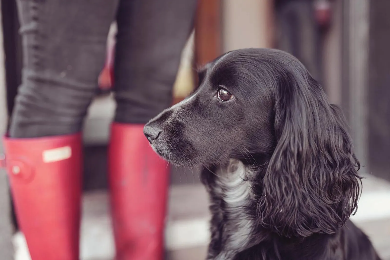 Pets in Longlands Inn & Cottages