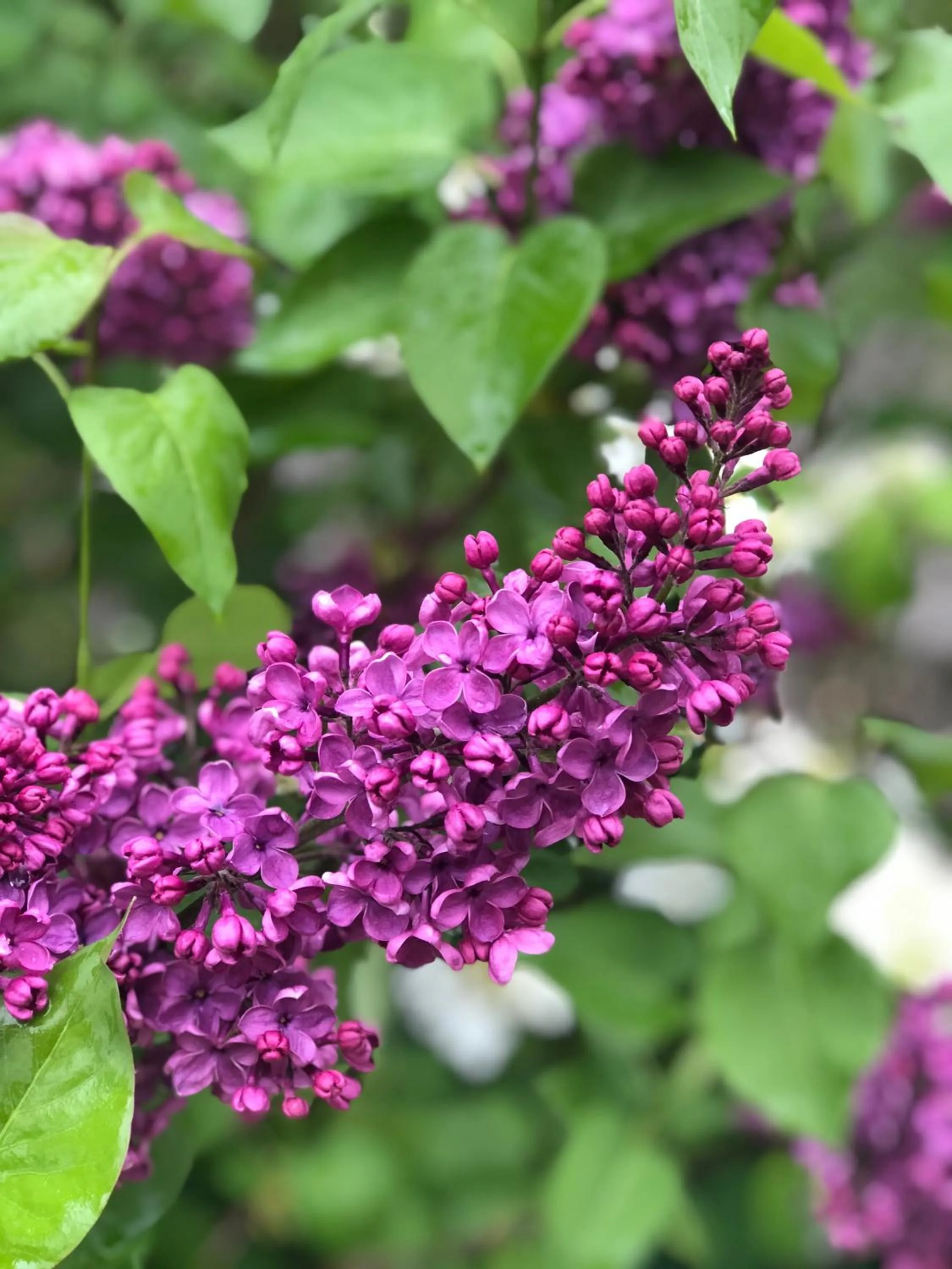 B&B Montancourt-Middelburg