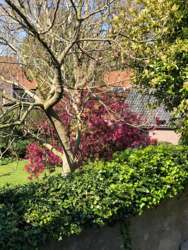 Spring in B&B Montancourt-Middelburg