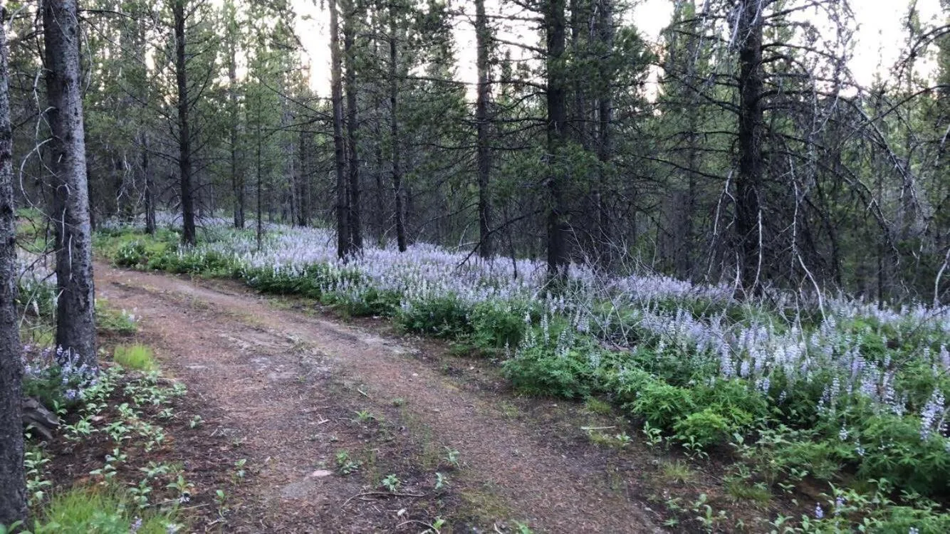 Natural landscape in Sugar Loaf Lodge & Cabins