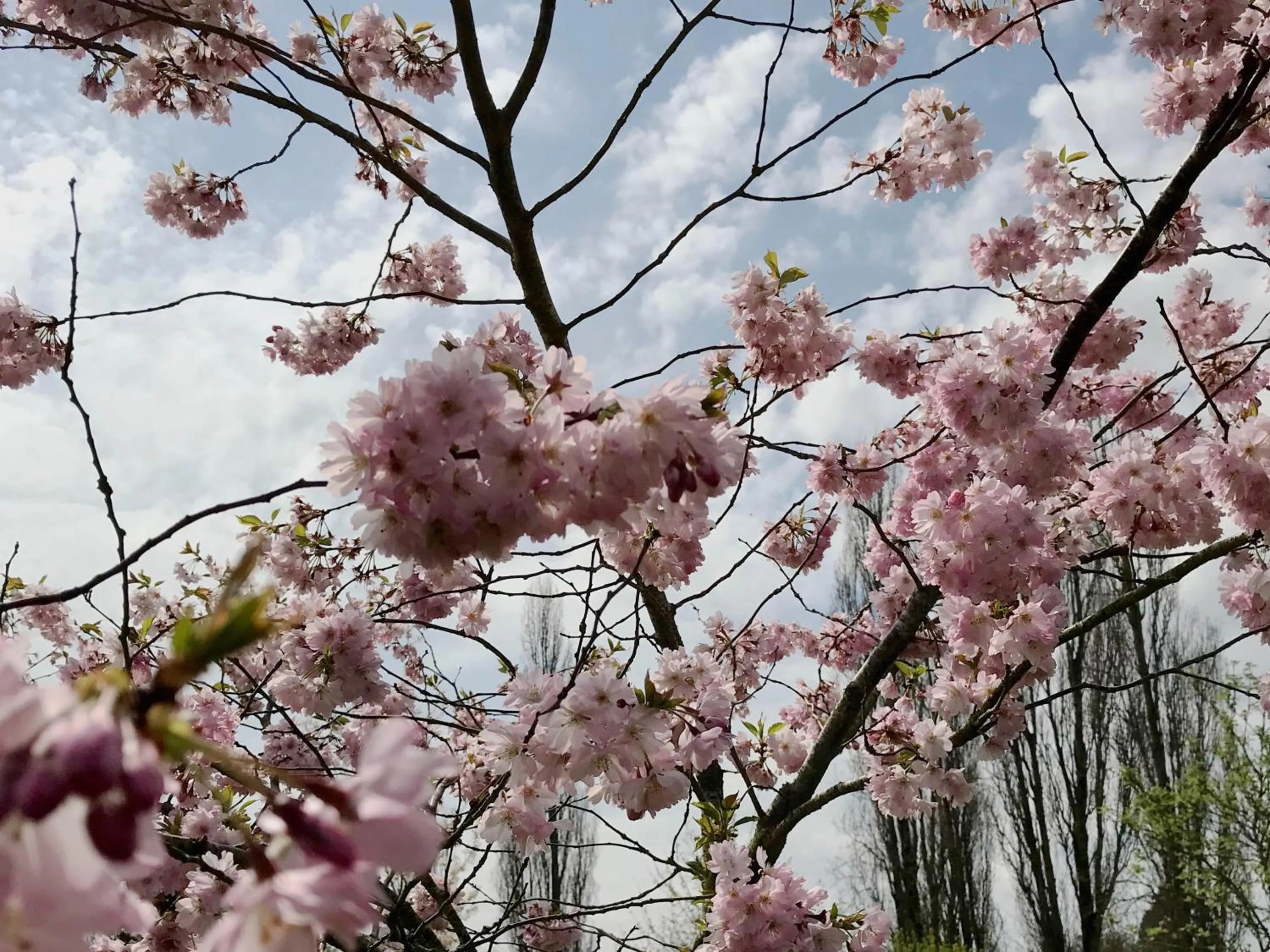 Other in Les Prémontrés