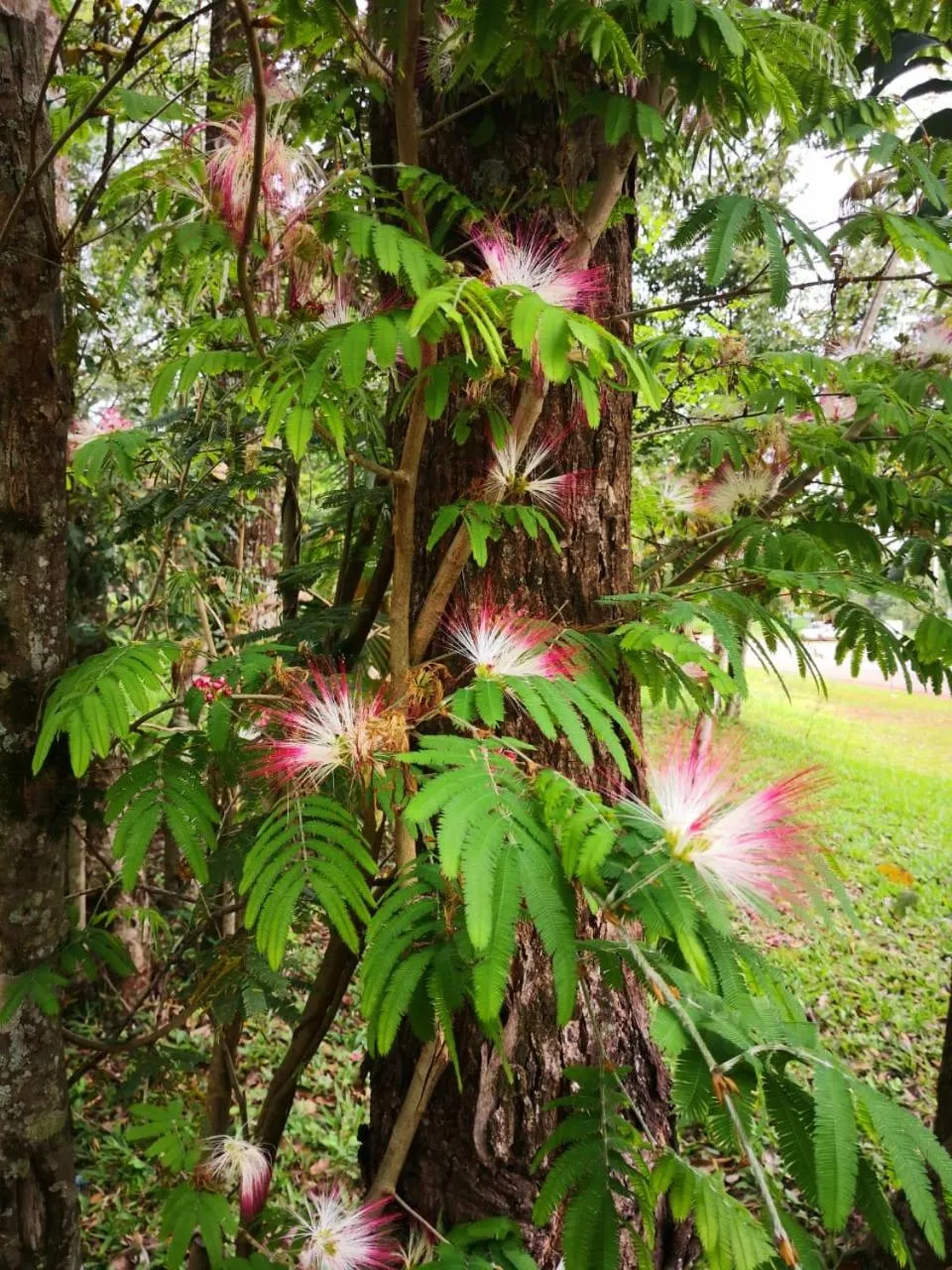 Day in Palo Rosa Lodge