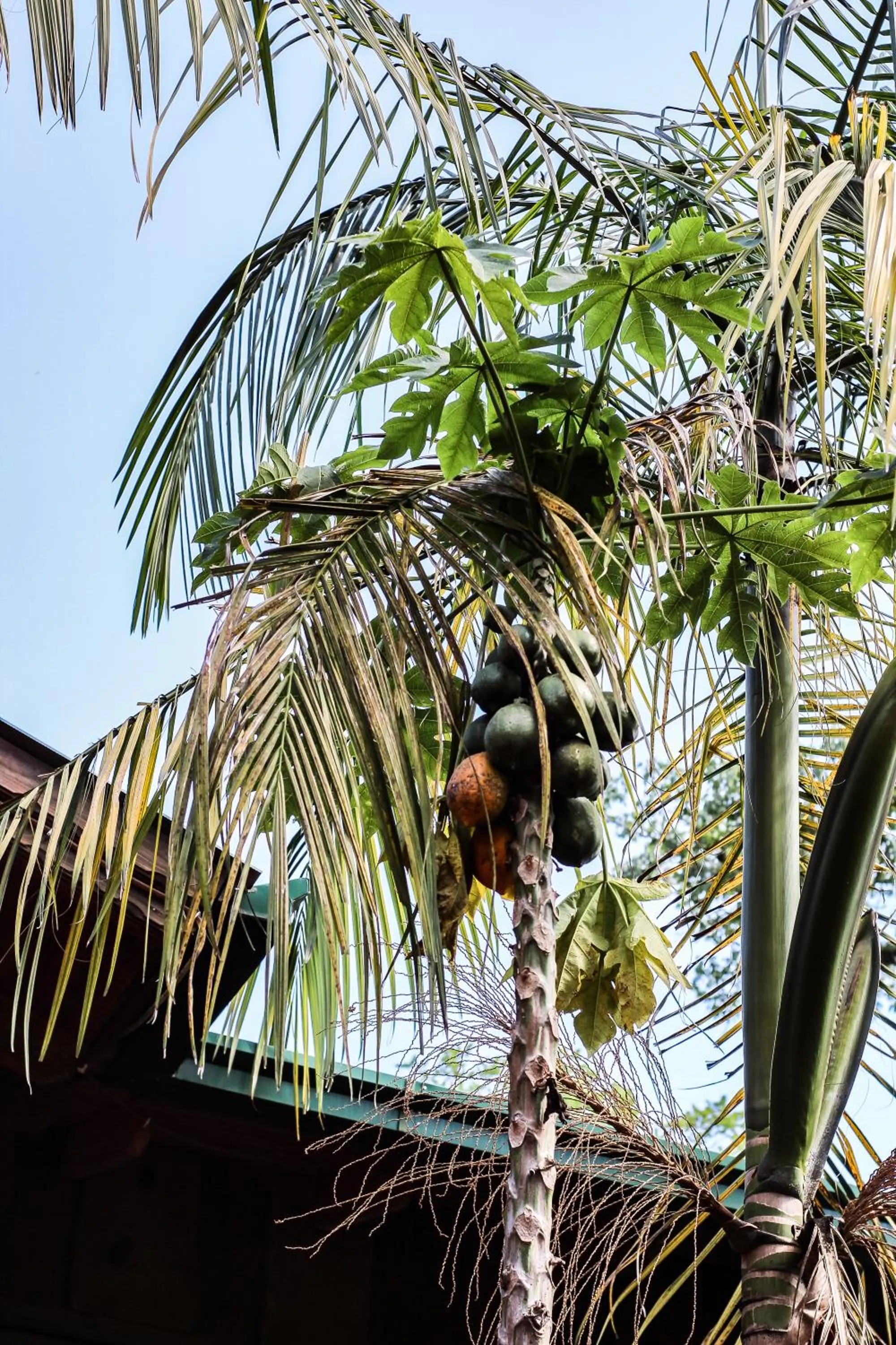 Day in Palo Rosa Lodge